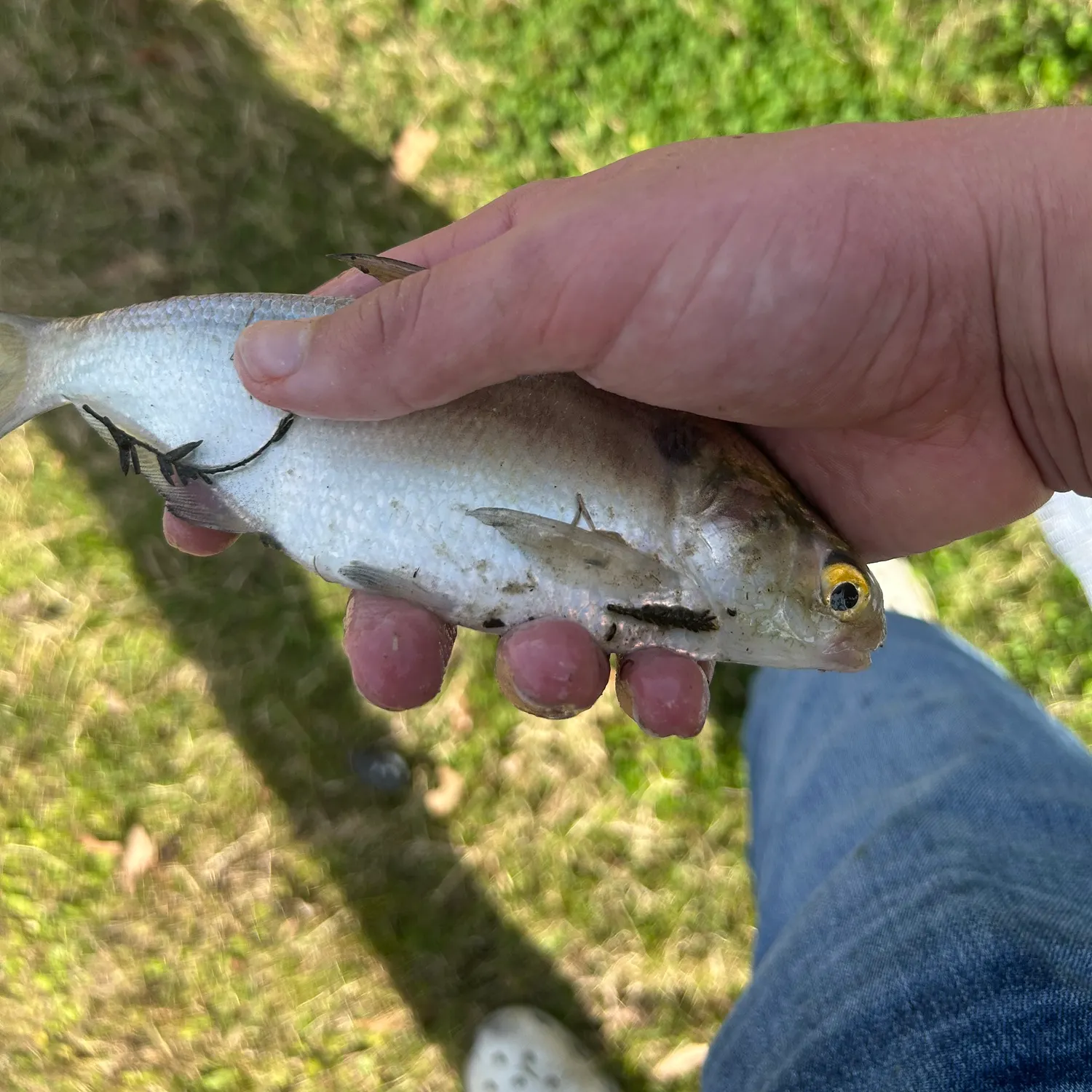 The most recent Threadfin shad catches on Fishbrain