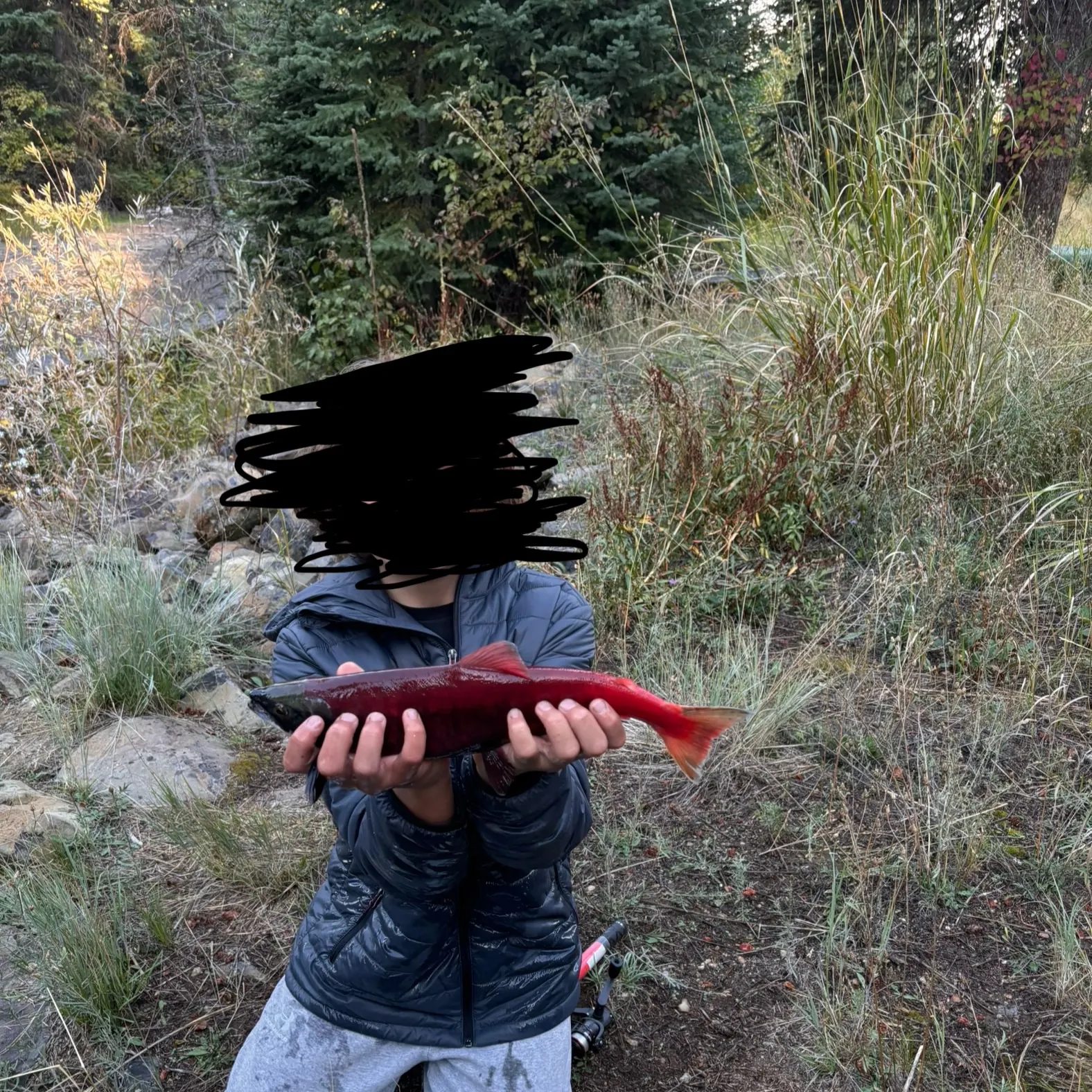 The most recent Kokanee salmon catches on Fishbrain