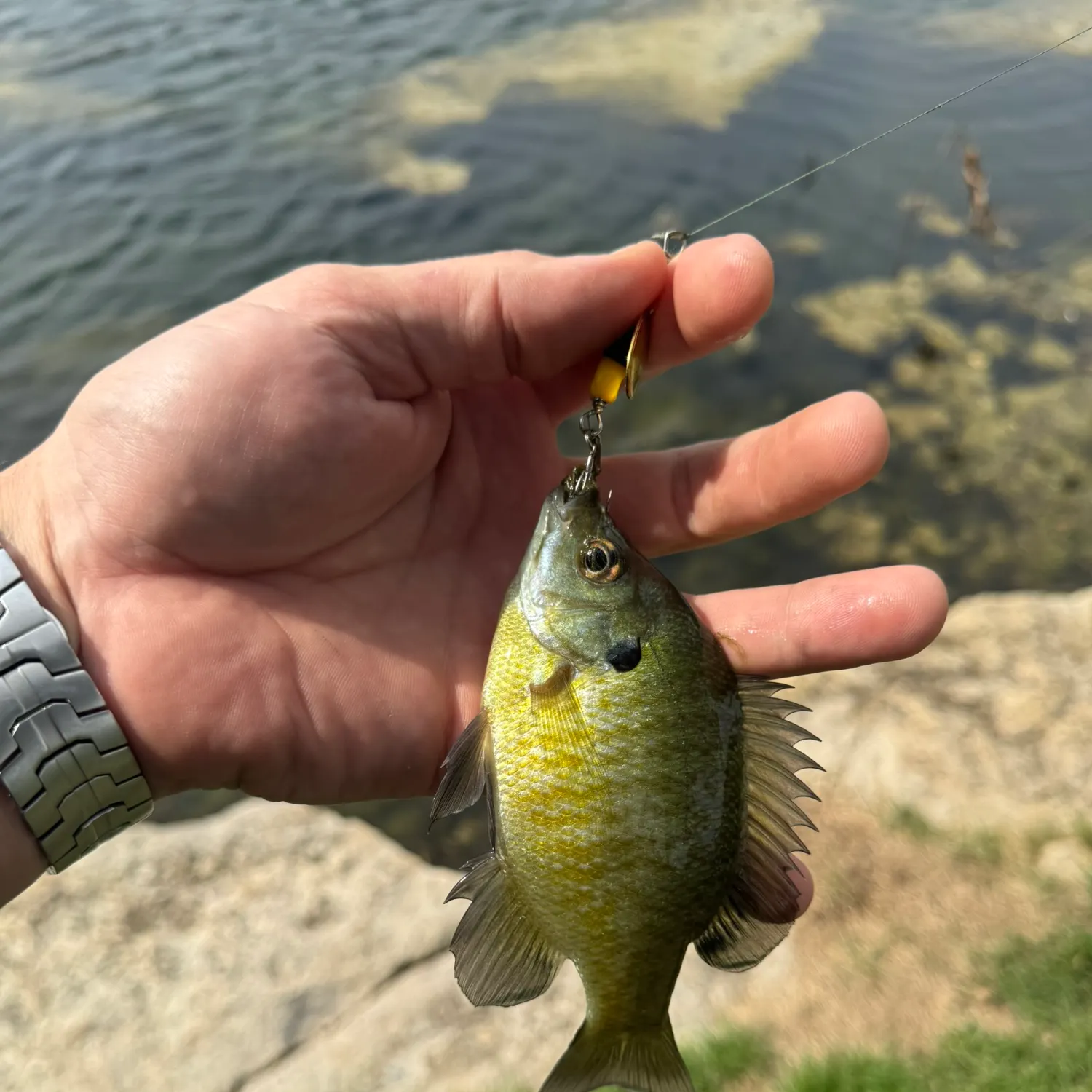 Bluegill caught on Fishbrain