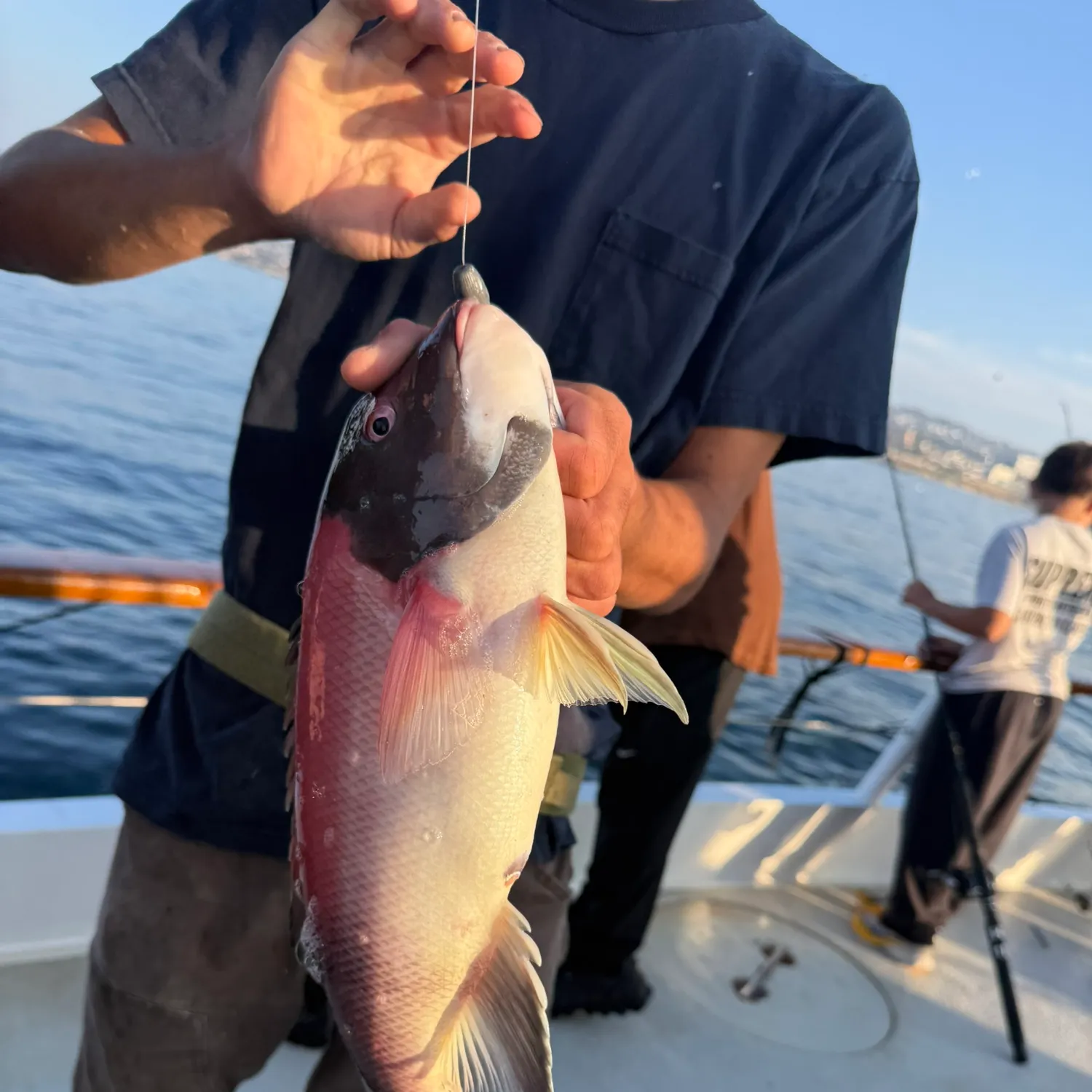 The most recent California sheephead catches on Fishbrain