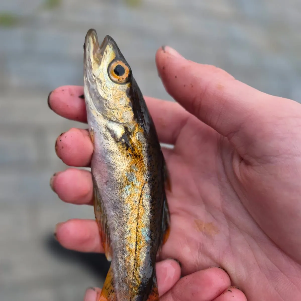 Pollack caught on Fishbrain