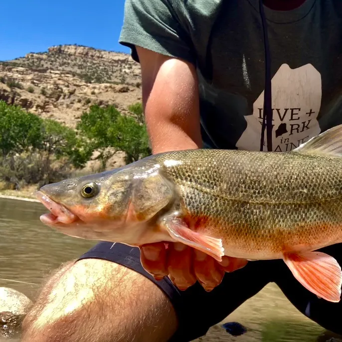The most recent Roundtail chub catches on Fishbrain