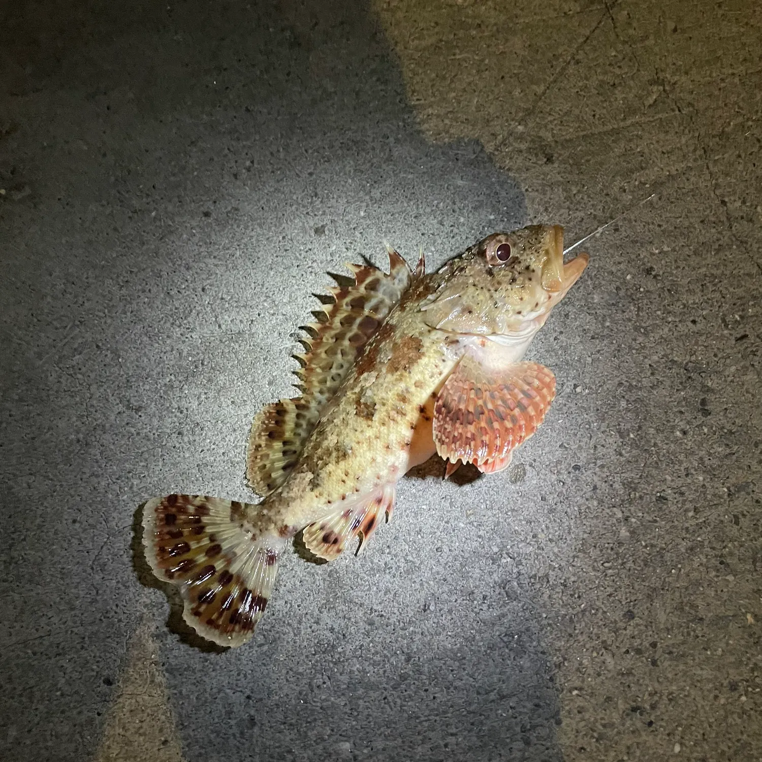 recently logged catches