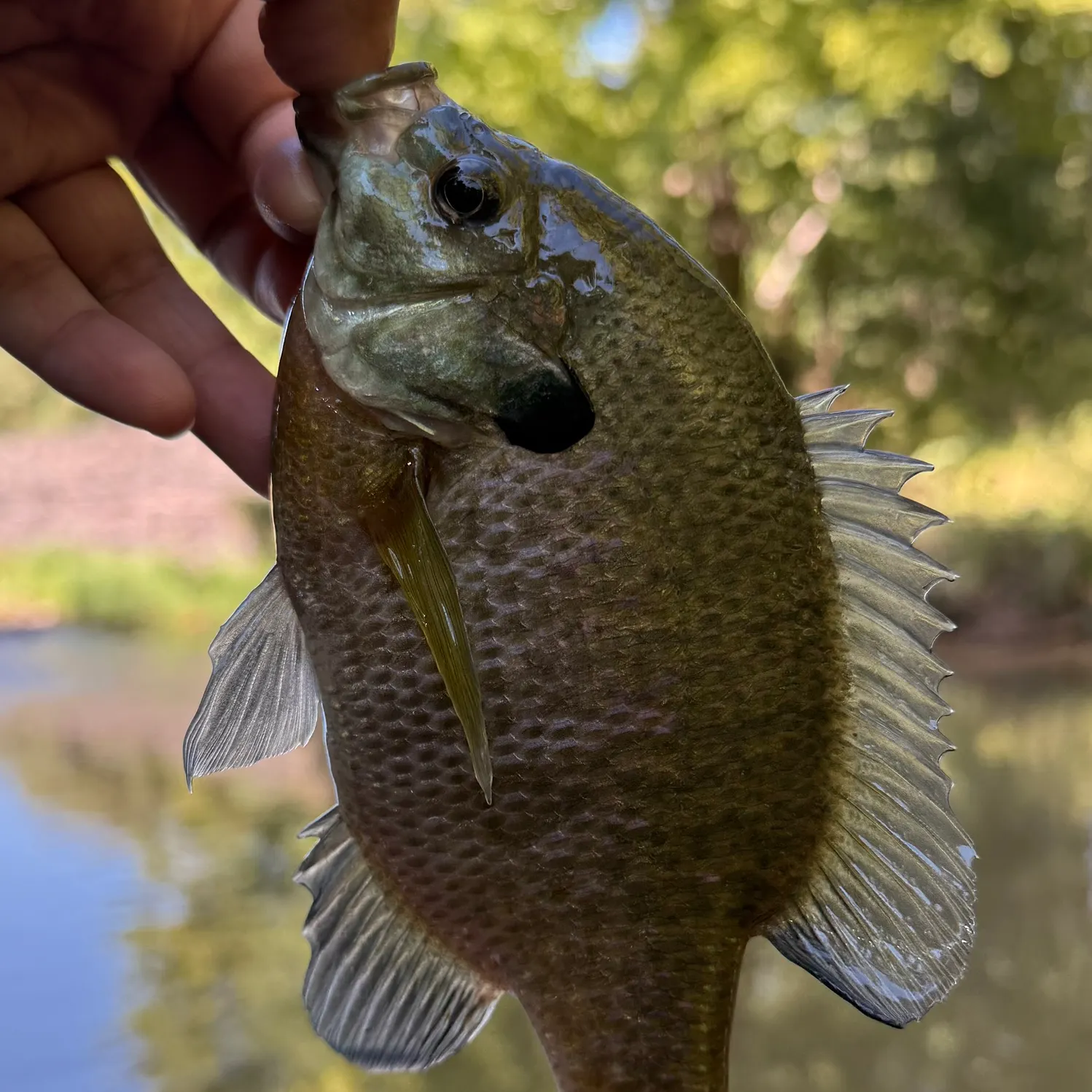 Bluegill caught on Fishbrain