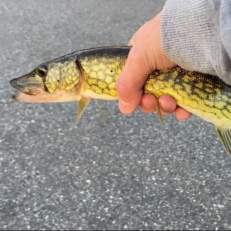 Chain pickerel caught on Fishbrain