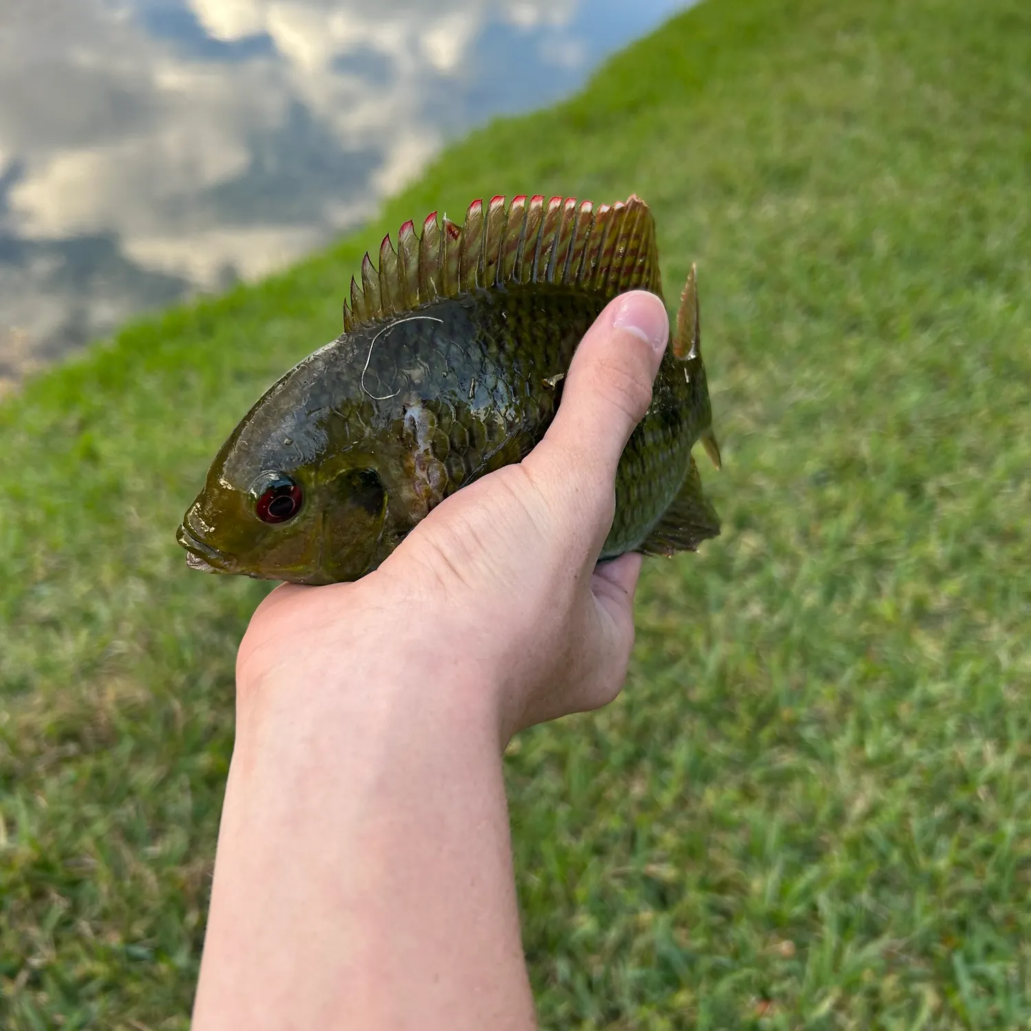 The most recent Spotted tilapia catches on Fishbrain