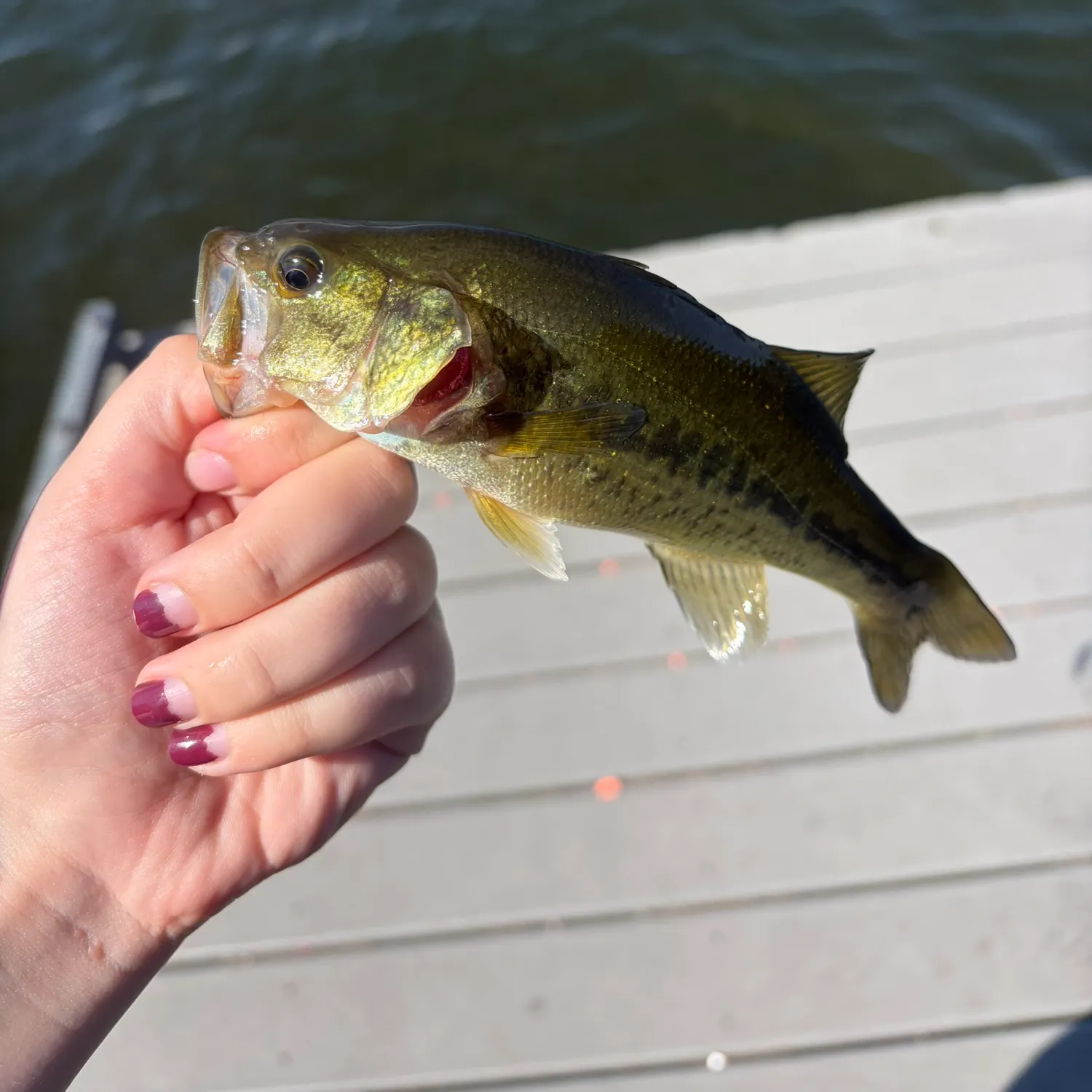 Largemouth bass caught on Fishbrain