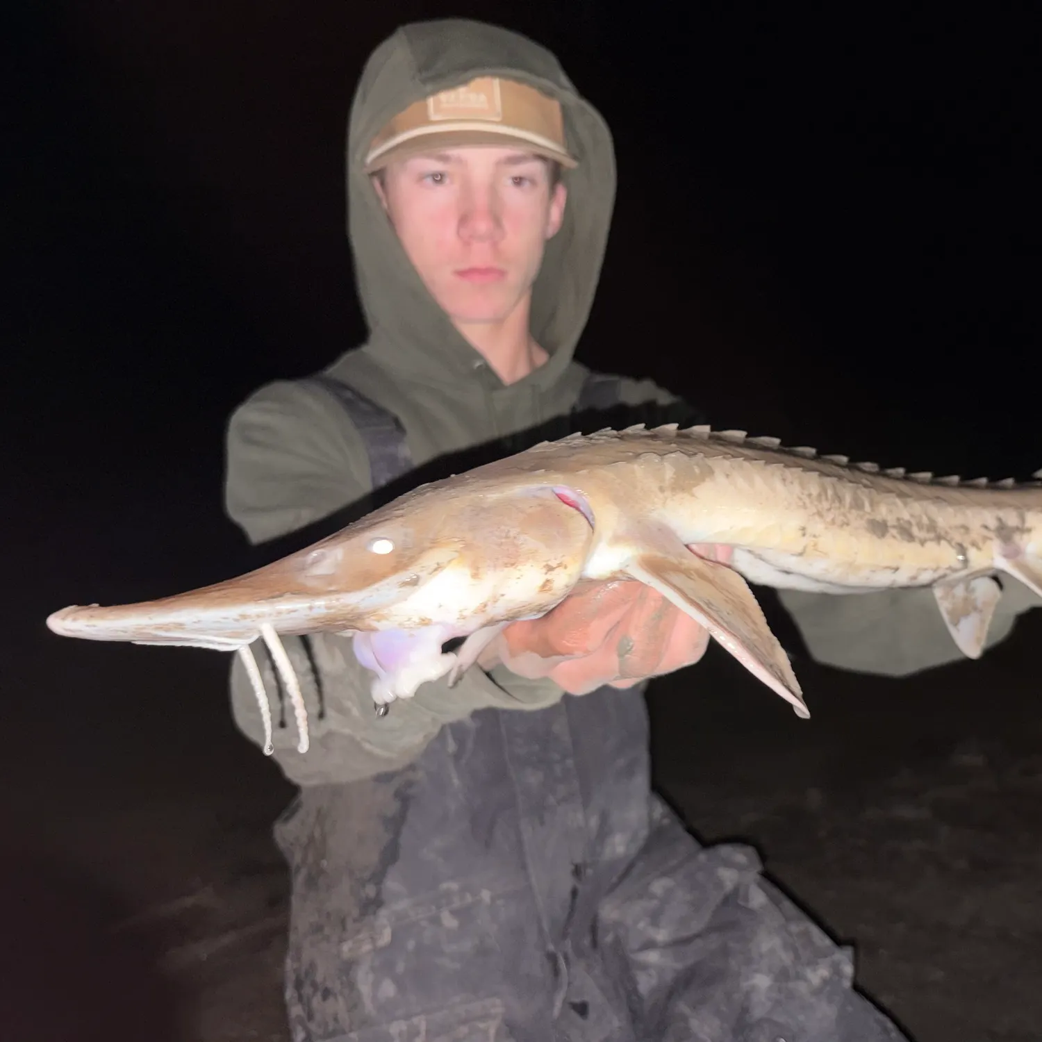 The most recent Shovelnose sturgeon catches on Fishbrain