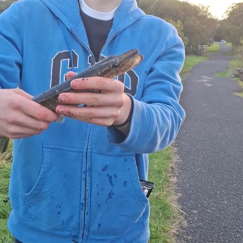 Northern pike caught on Fishbrain