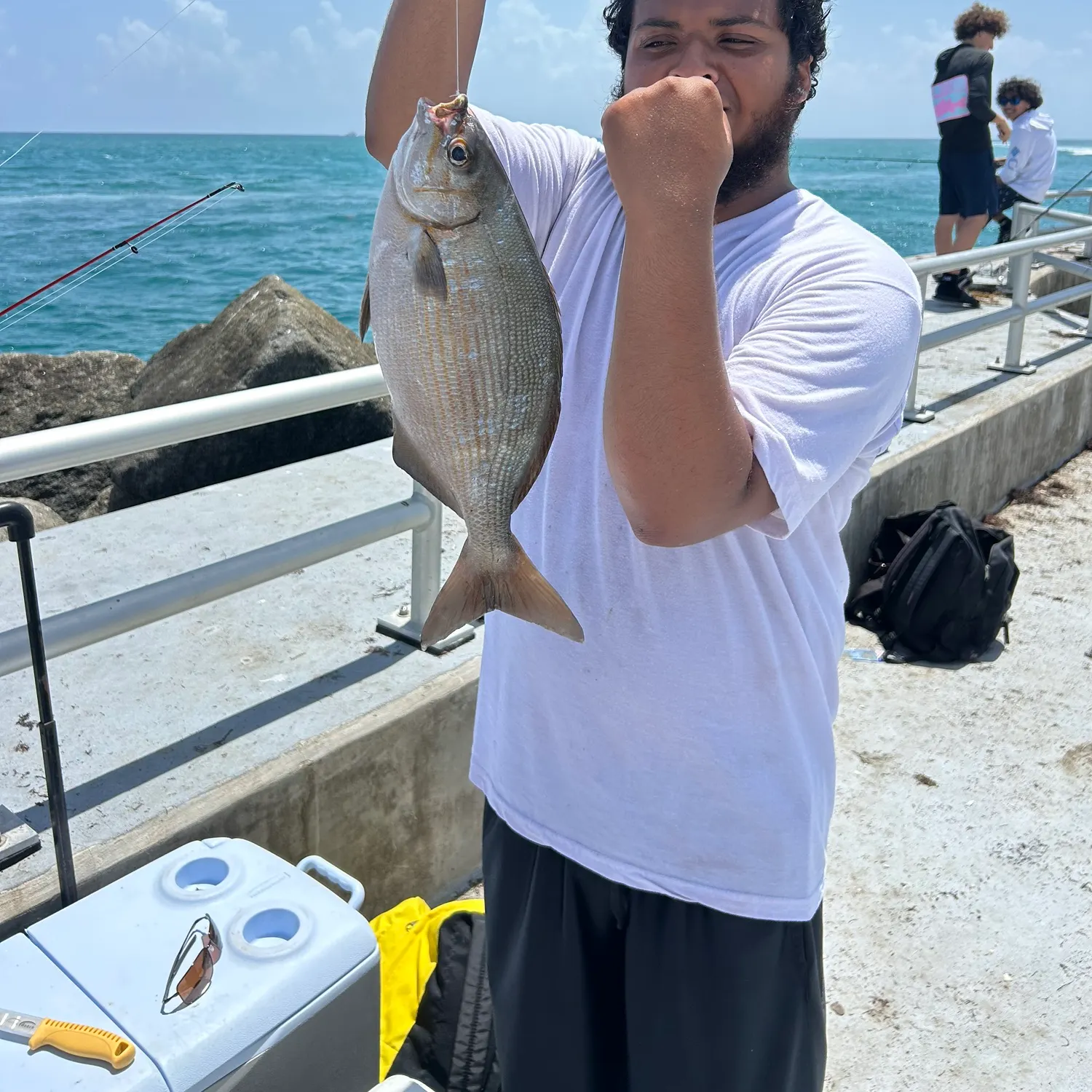 The most recent Bermuda sea chub catches on Fishbrain
