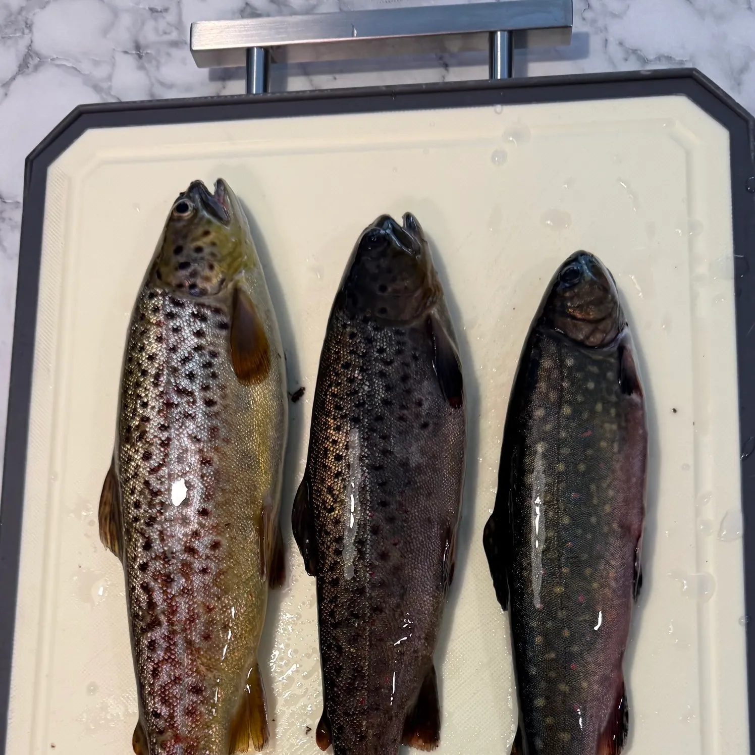 recently logged catches