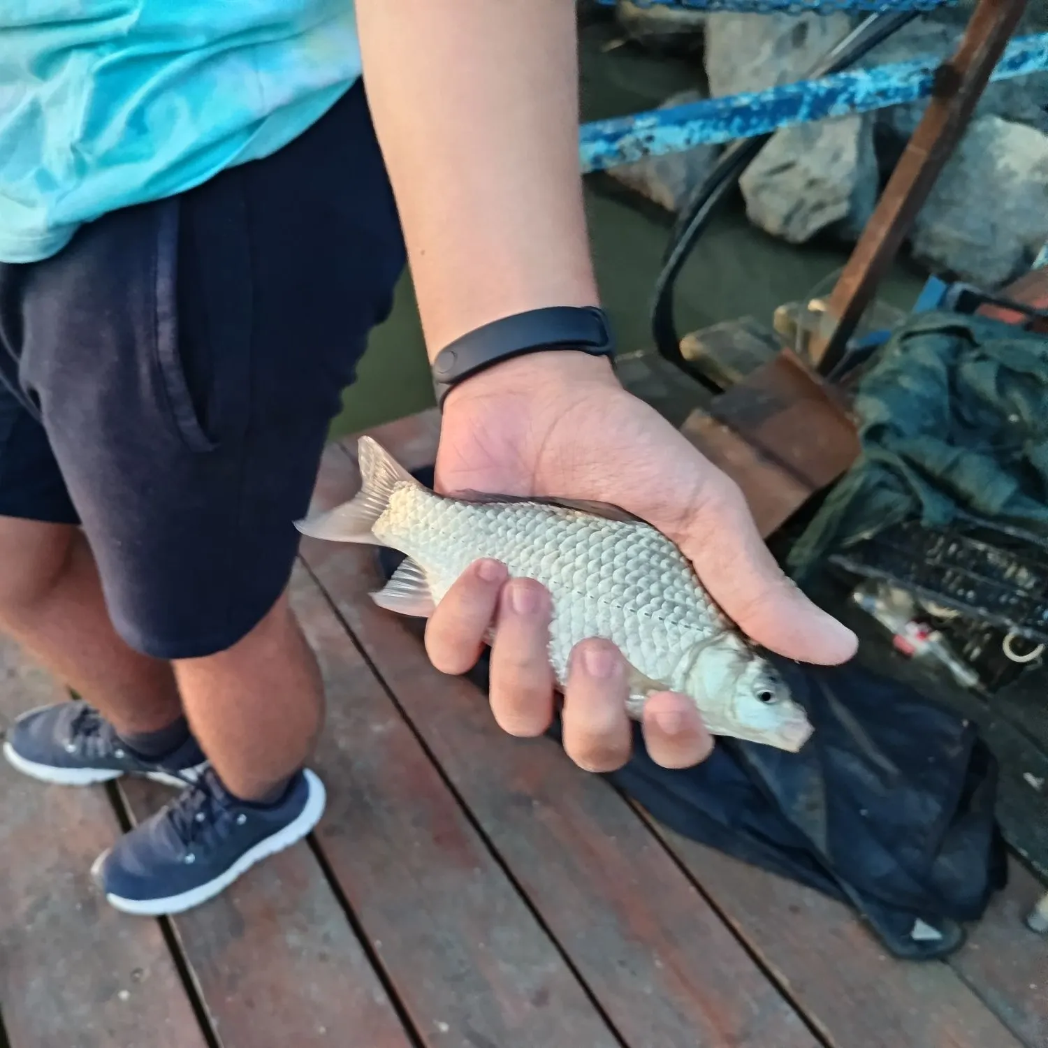 The most recent Prussian carp catches on Fishbrain