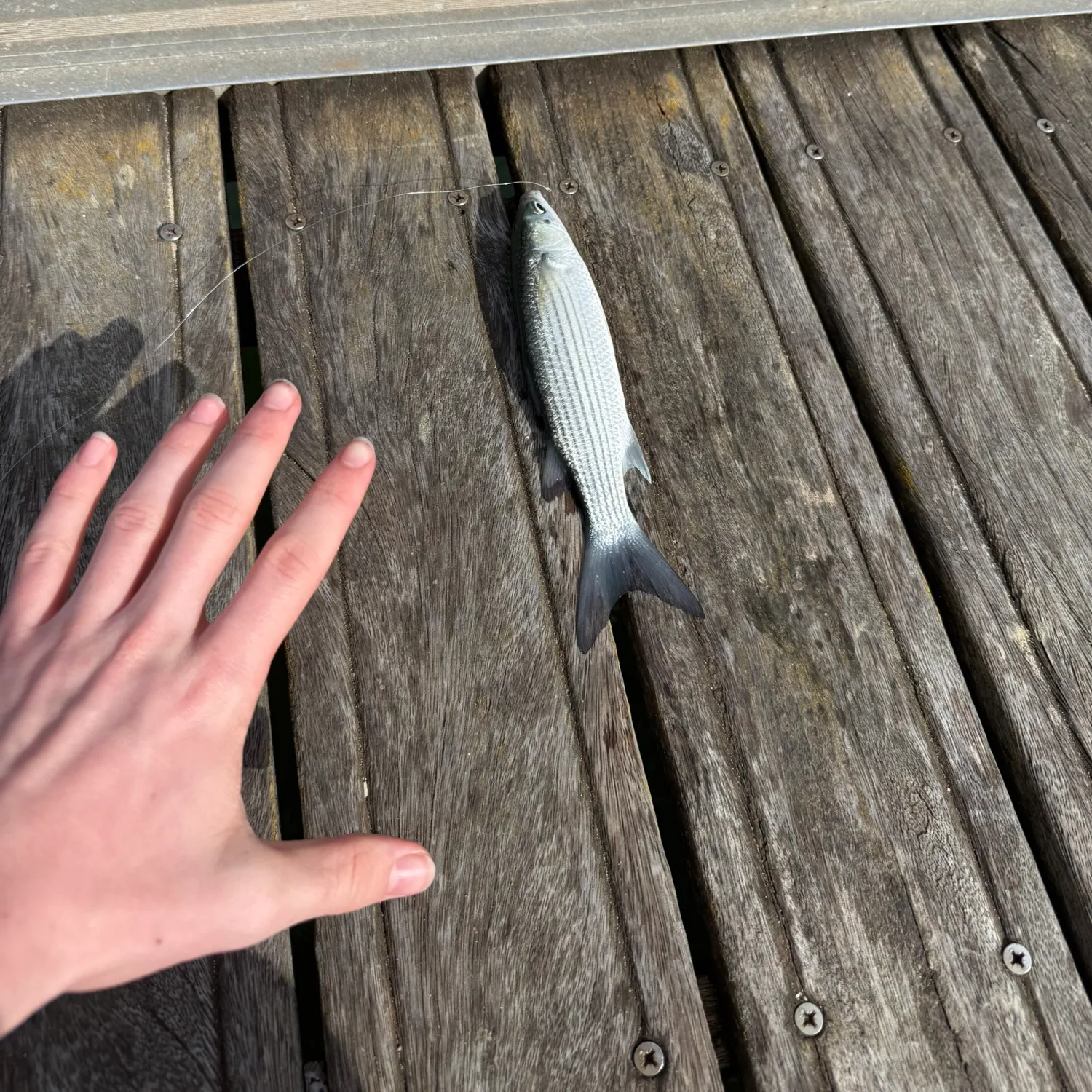 The most recent Striped mullet catches on Fishbrain