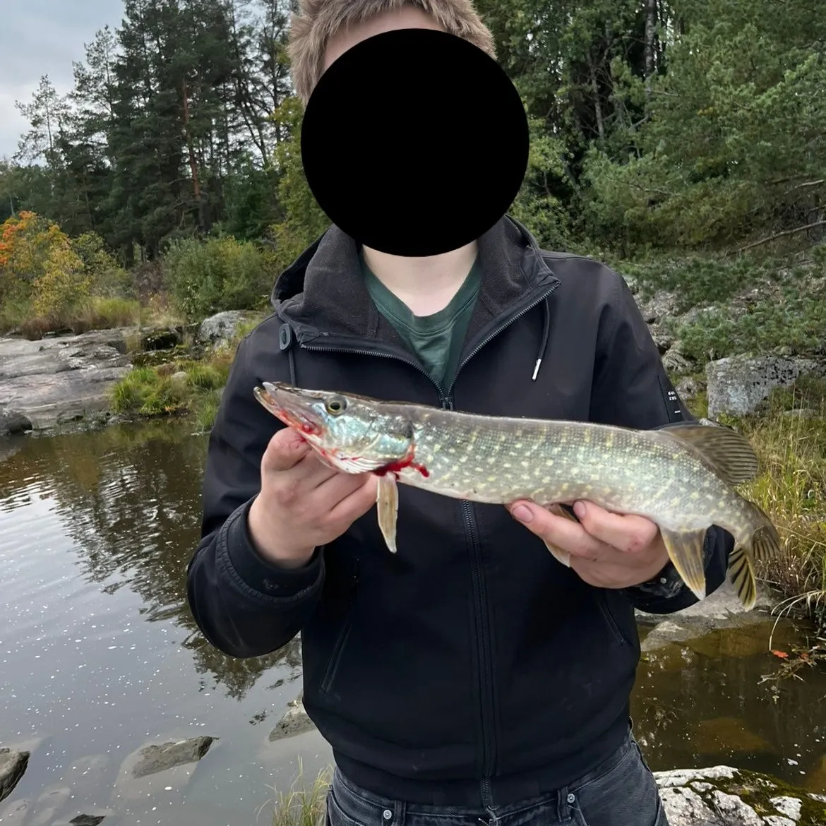 Northern pike caught on Fishbrain