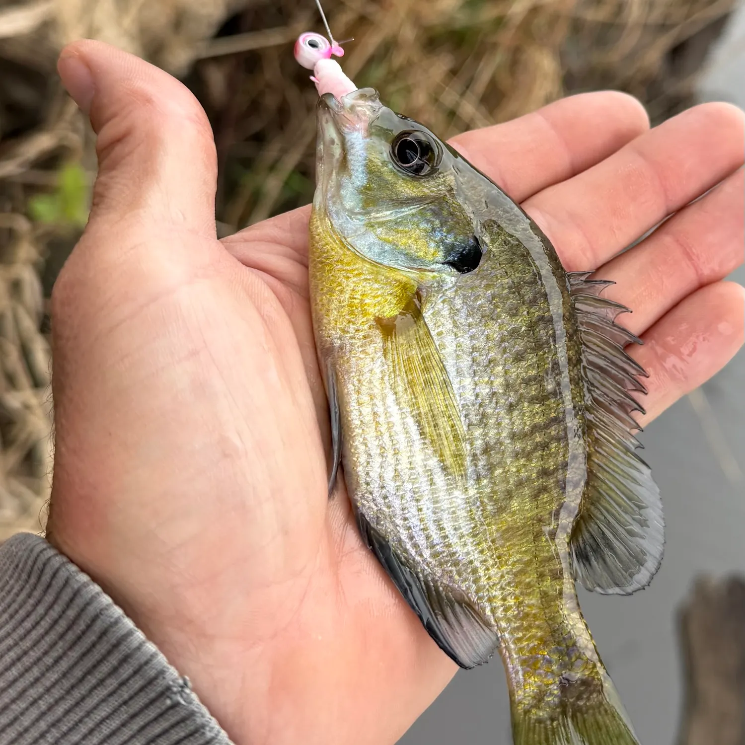 Bluegill caught on Fishbrain