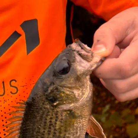 Rock bass caught on Fishbrain