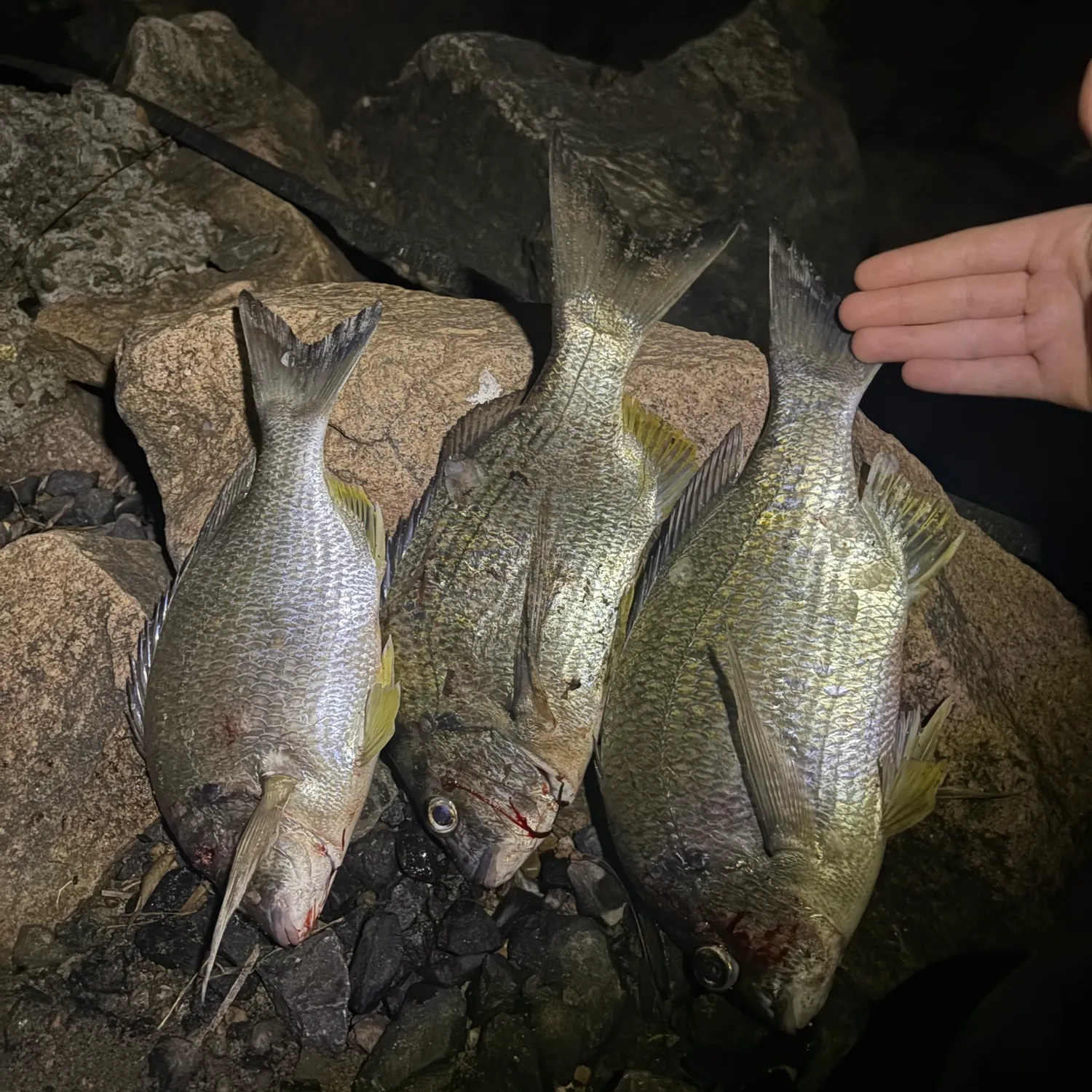 recently logged catches