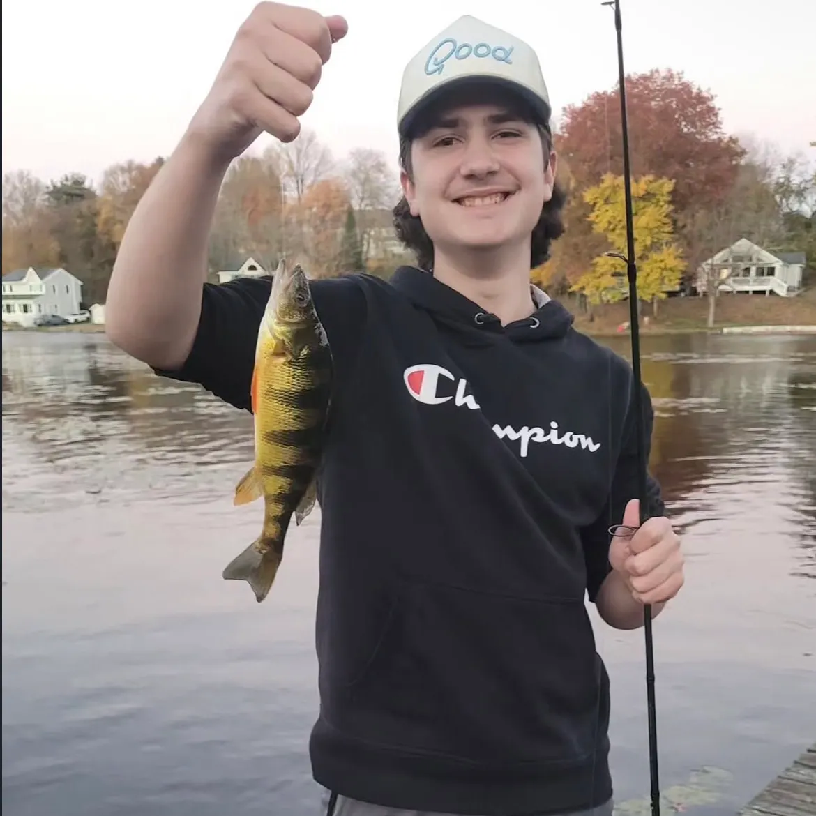 Yellow perch caught on Fishbrain