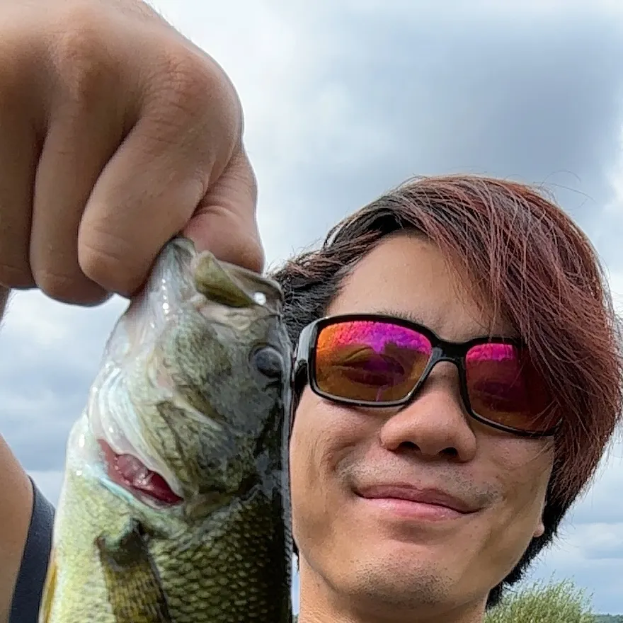 Smallmouth bass caught on Fishbrain