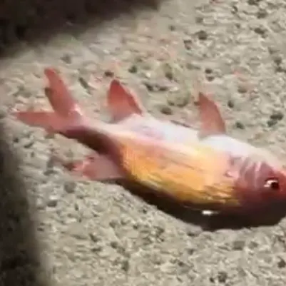 The most recent Common squirrelfish catches on Fishbrain