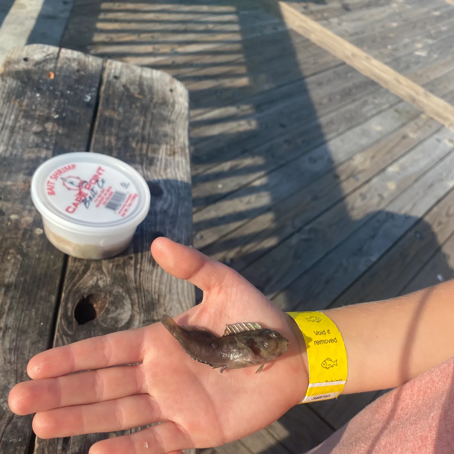 The most recent Common remora catches on Fishbrain