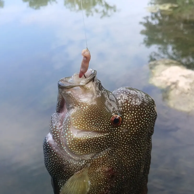 Rio Grande cichlid caught on Fishbrain