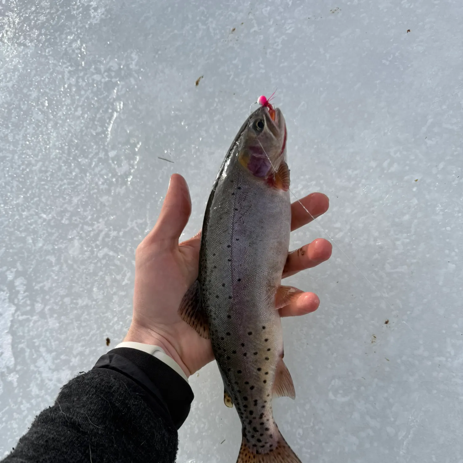 The most recent Colorado river cutthroat trout catches on Fishbrain