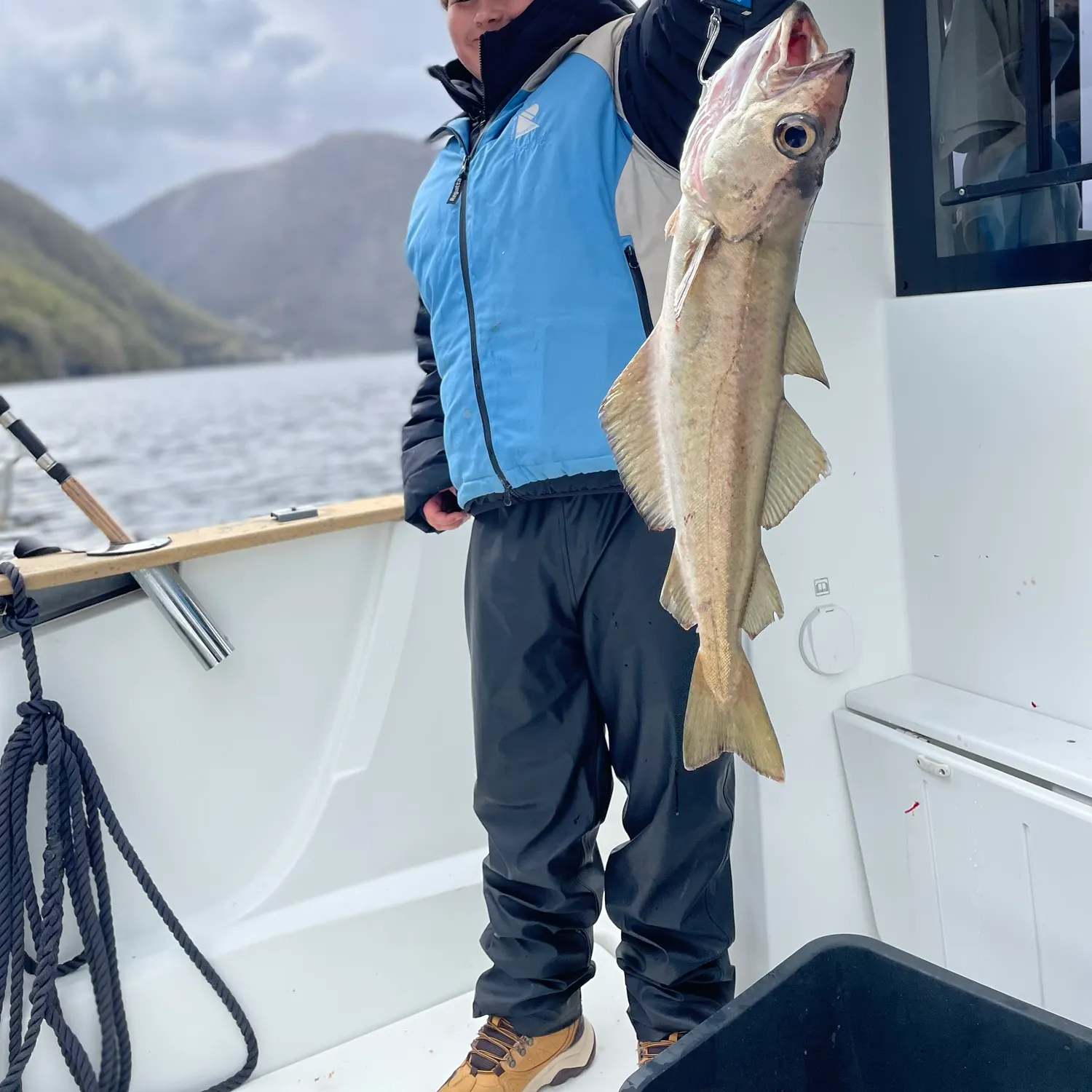 The most recent Pollack catches on Fishbrain