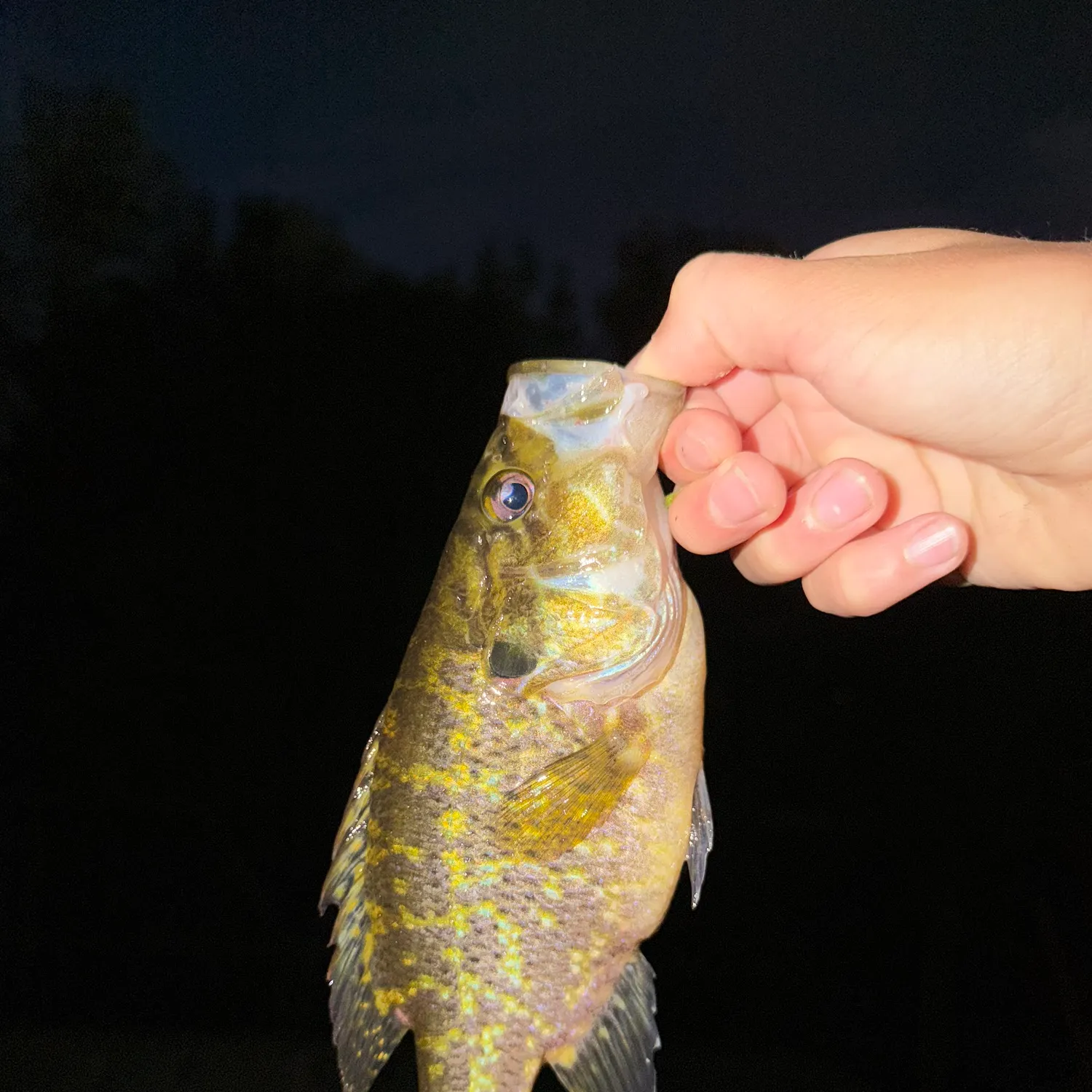 Warmouth caught on Fishbrain