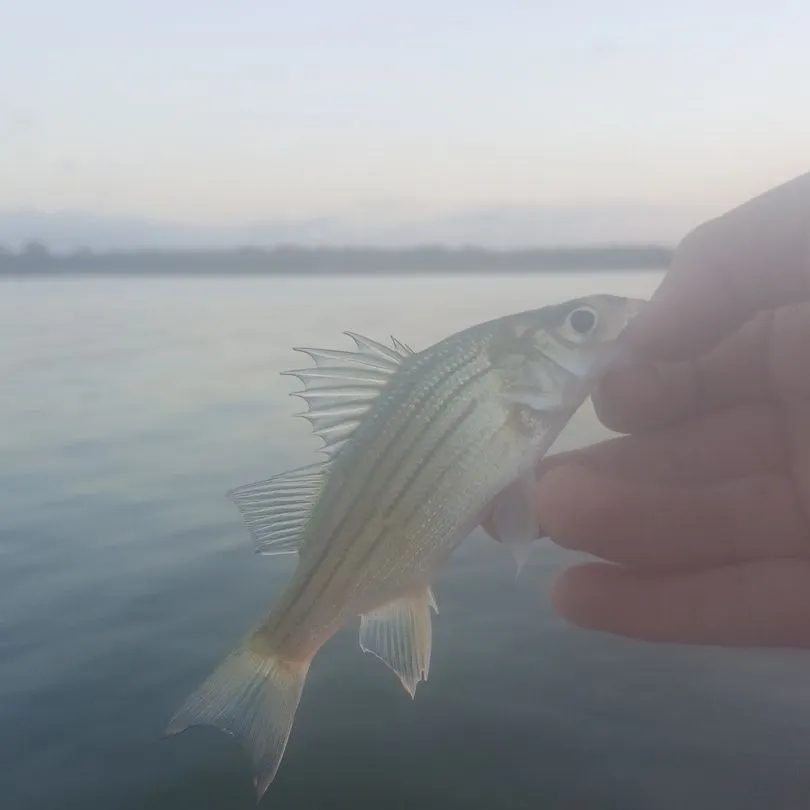 Yellow bass caught on Fishbrain