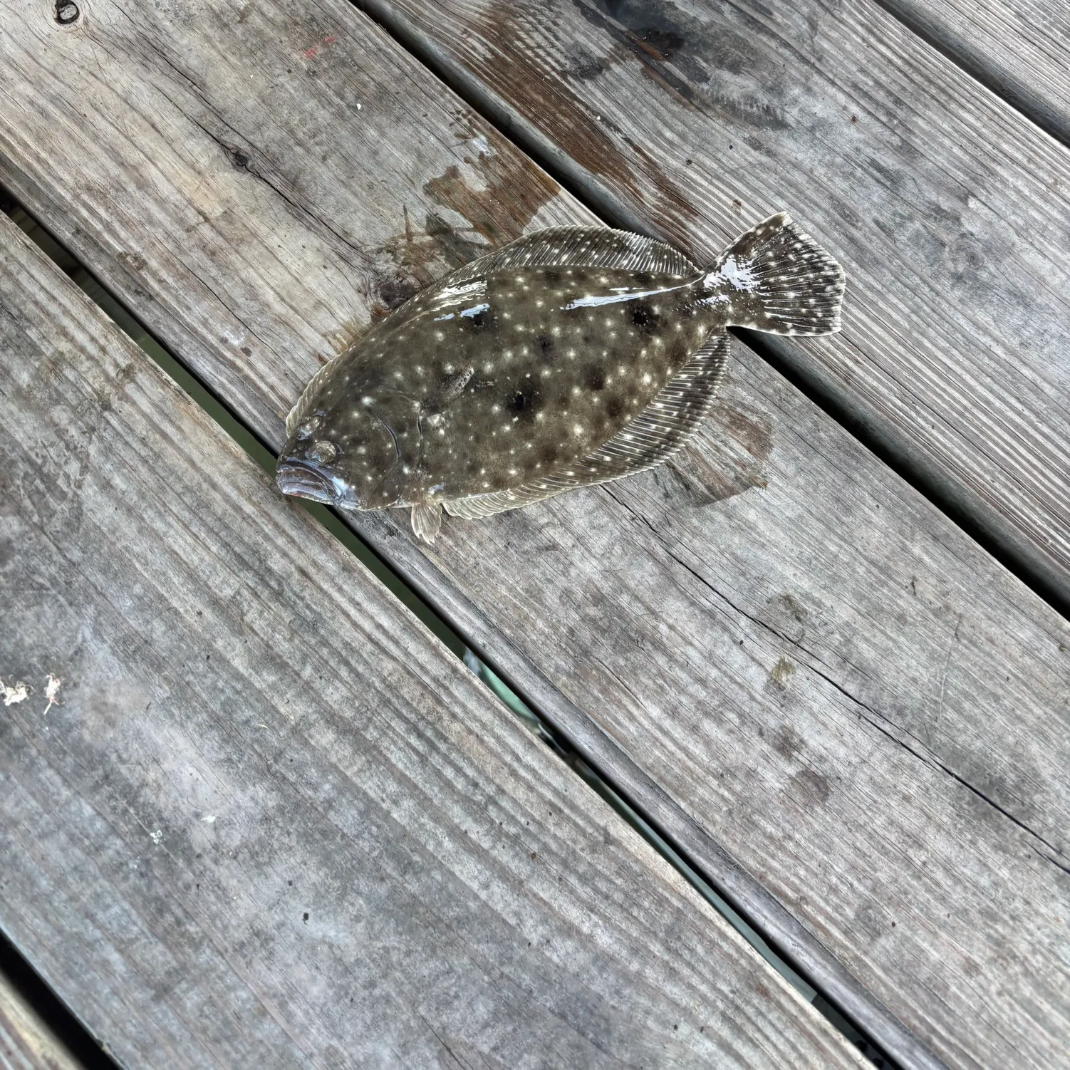 The most recent Summer flounder catches on Fishbrain