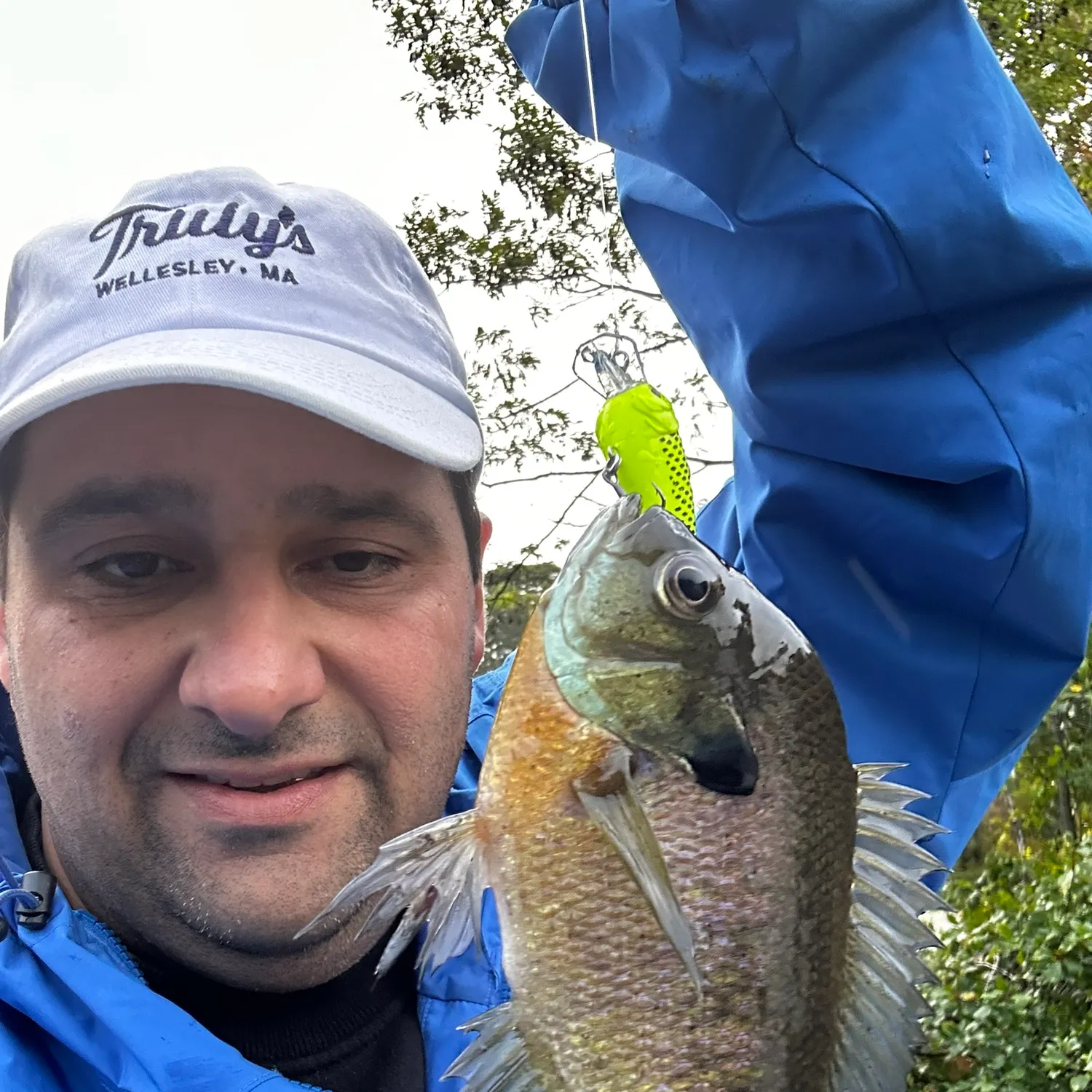 Bluegill caught on Fishbrain
