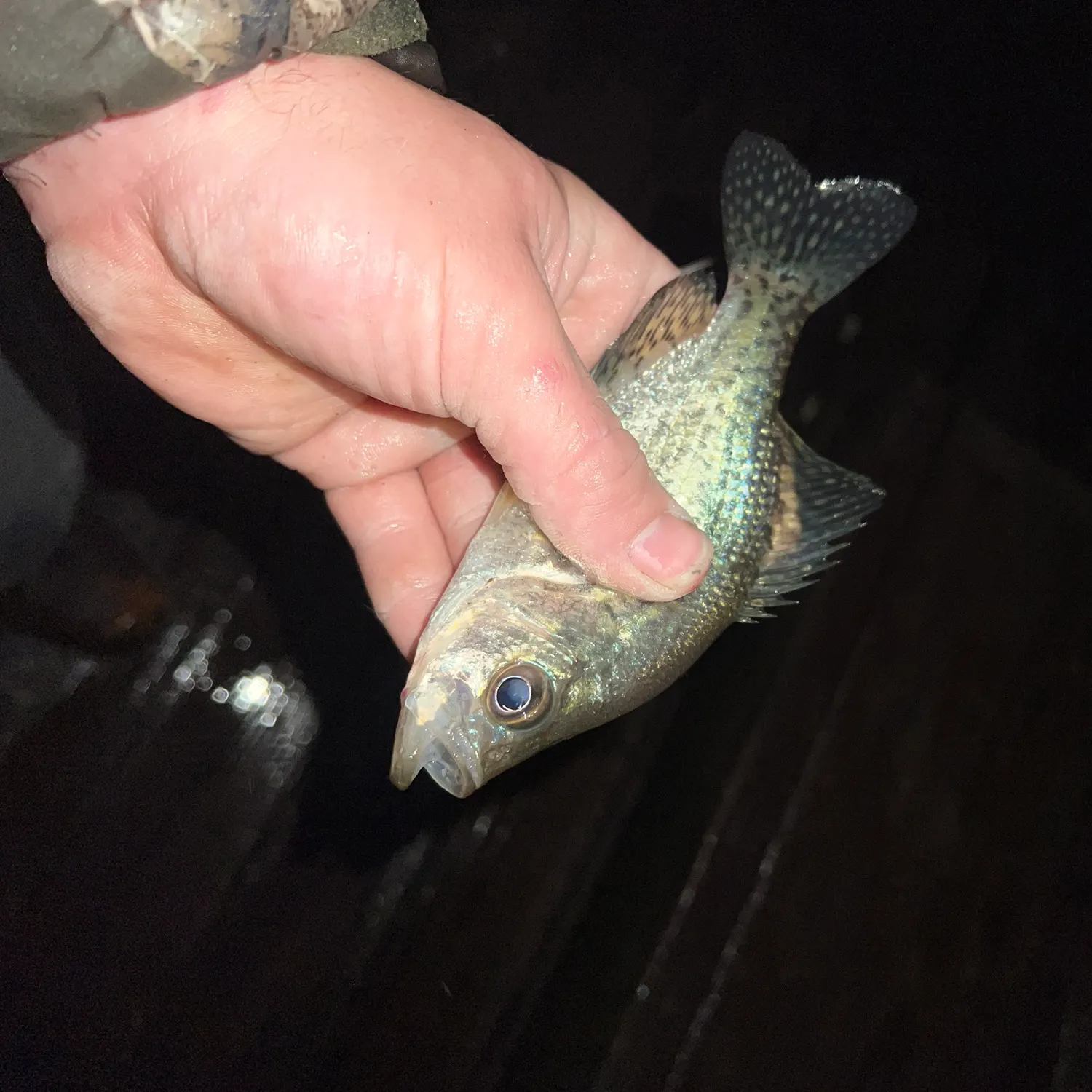 Black crappie caught on Fishbrain