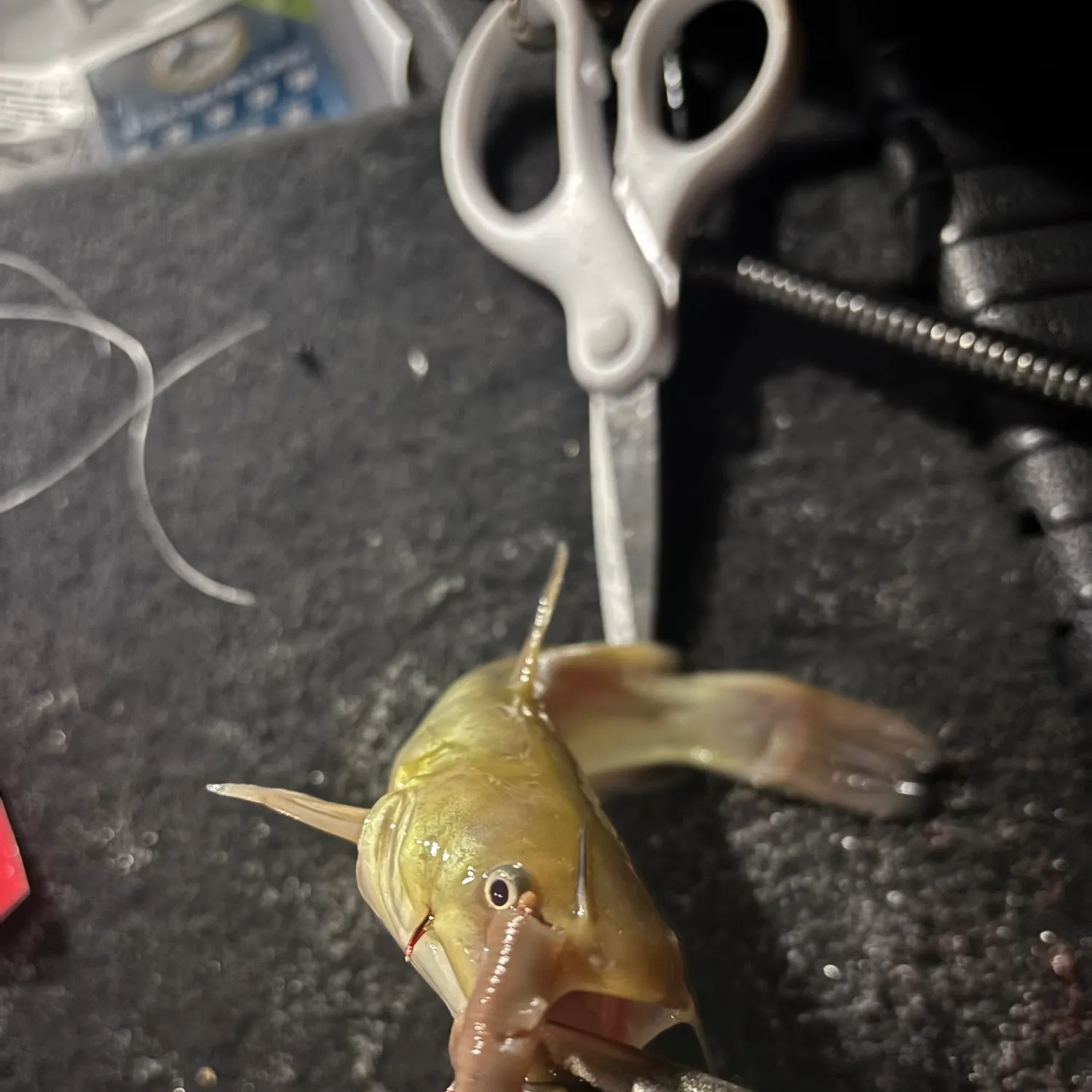Yellow bullhead caught on Fishbrain