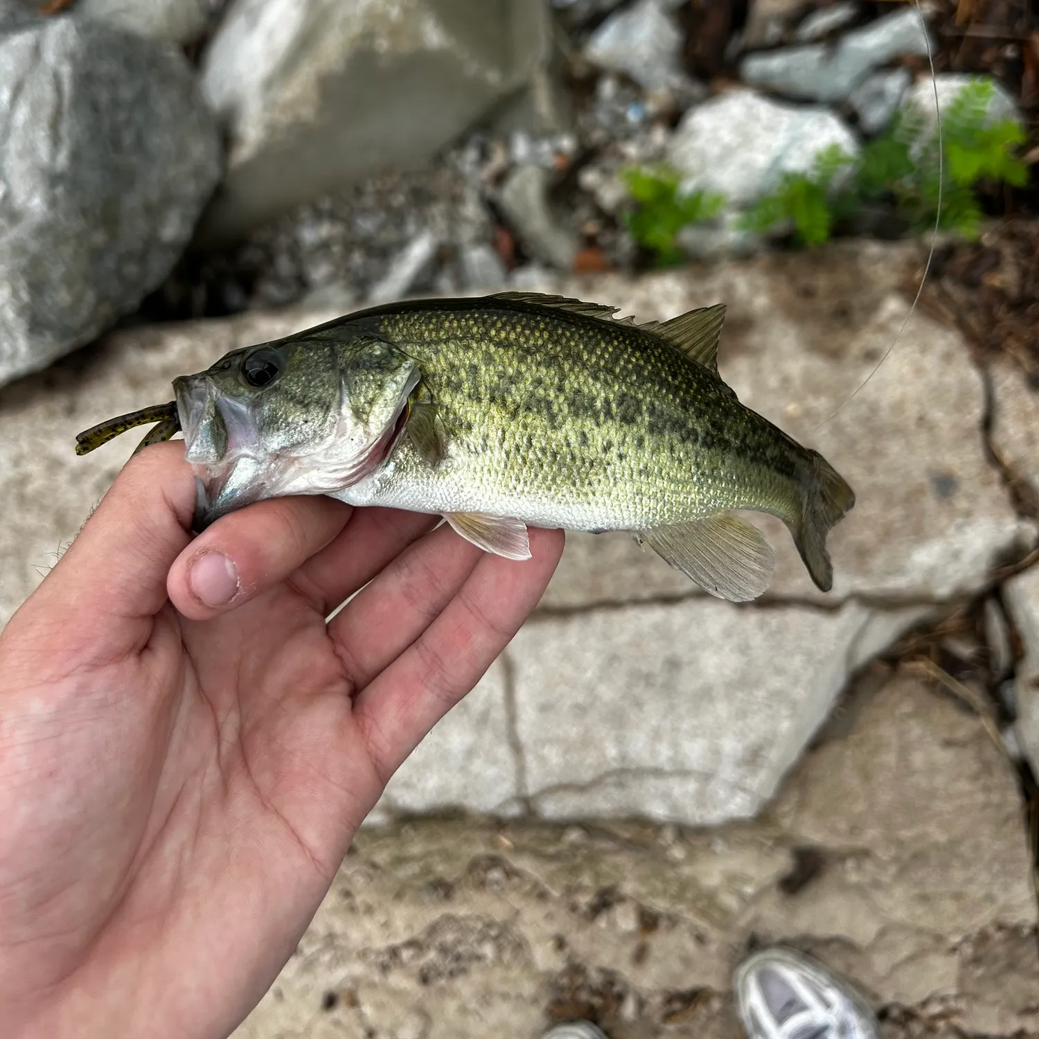 Largemouth bass caught on Fishbrain
