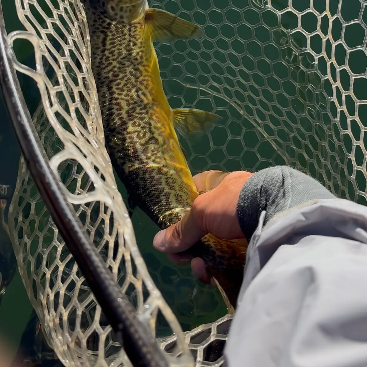 Tiger trout caught on Fishbrain