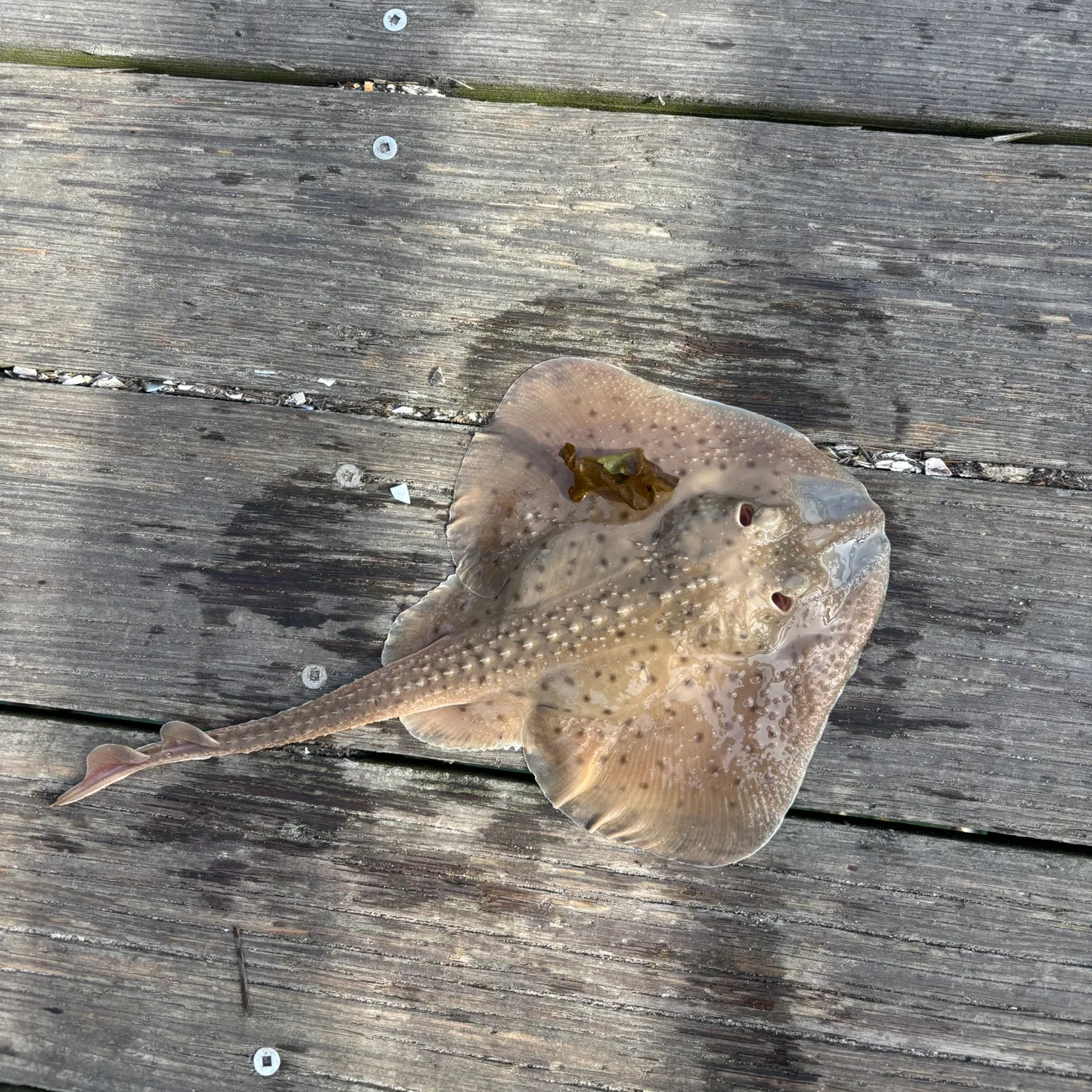 The most recent Starry ray catches on Fishbrain