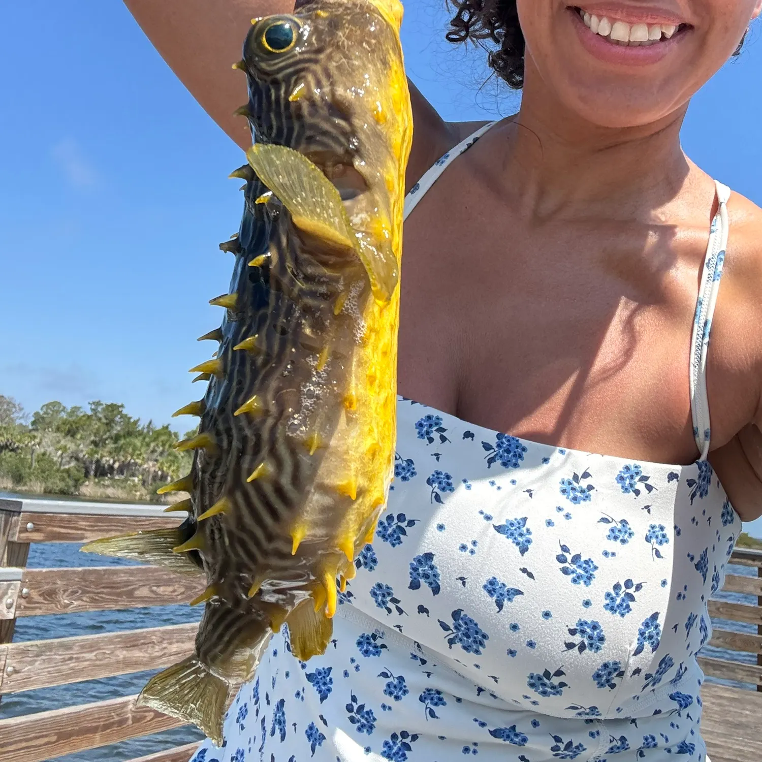 The most recent Striped burrfish catches on Fishbrain