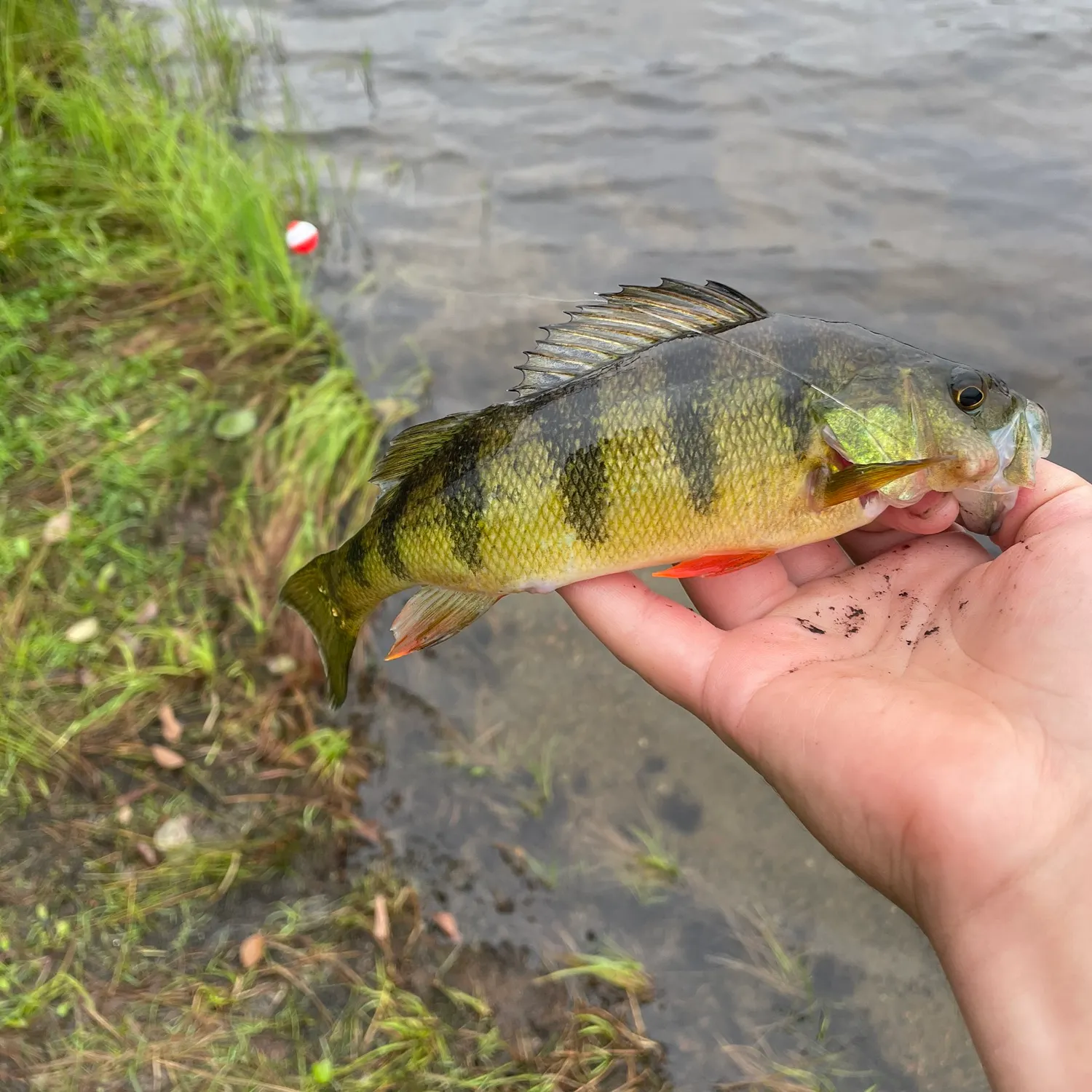 Yellow perch caught on Fishbrain