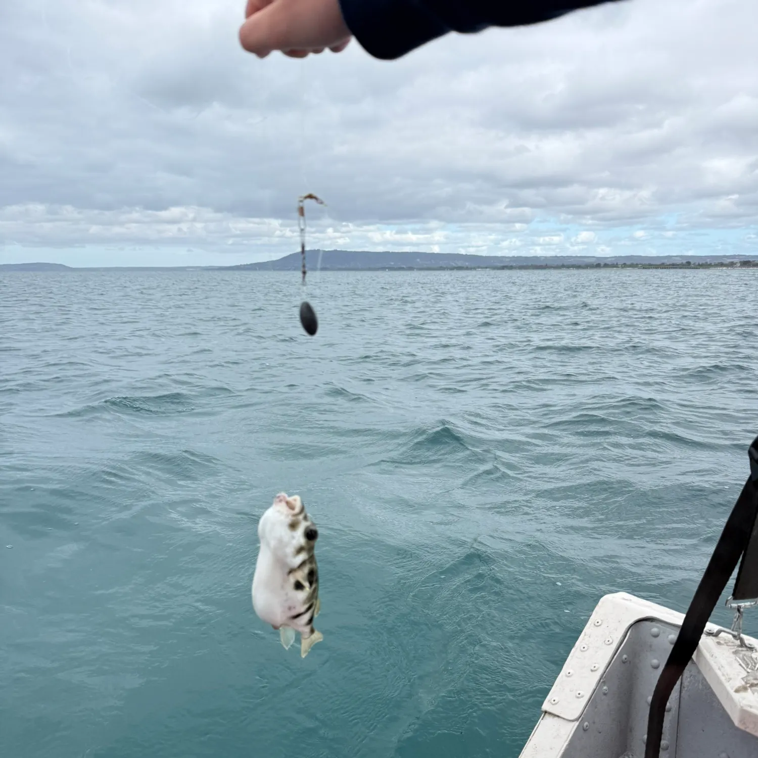 The most recent Panther puffer catches on Fishbrain