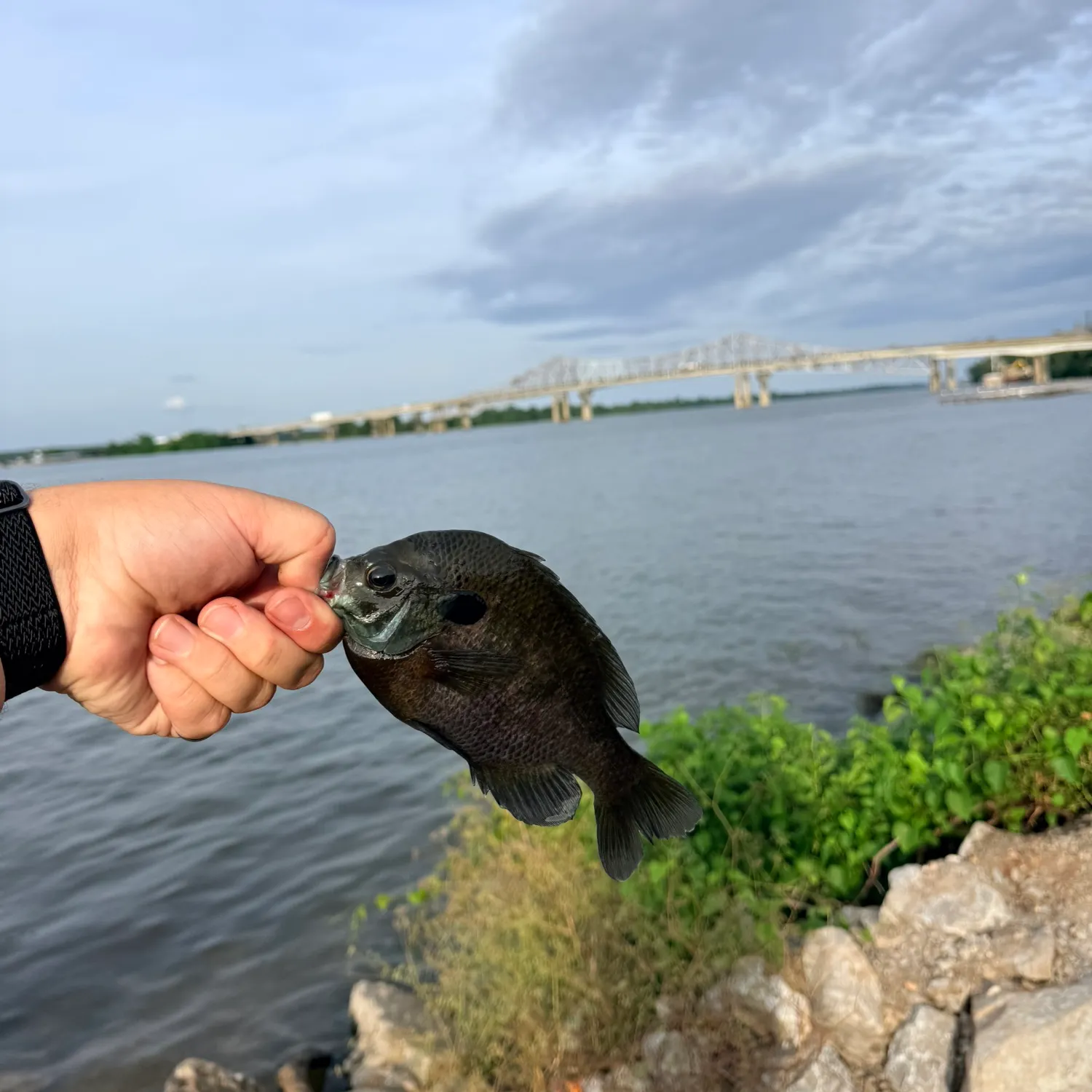 catch