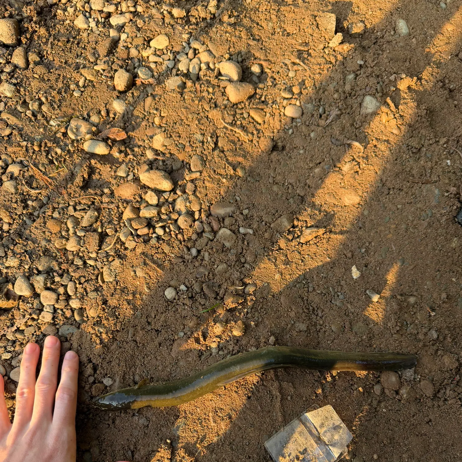The most recent European eel catches on Fishbrain