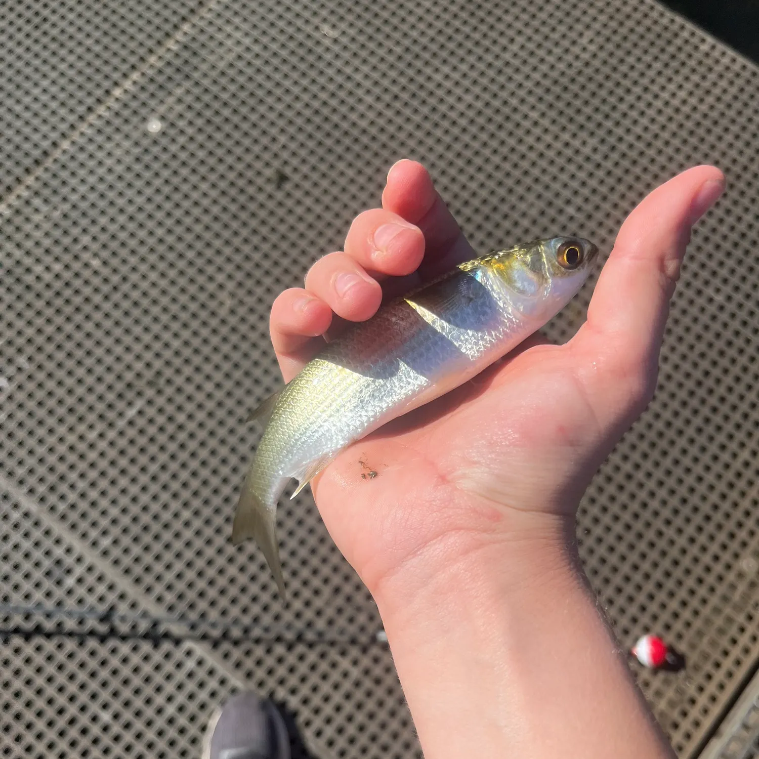The most recent Striped mullet catches on Fishbrain
