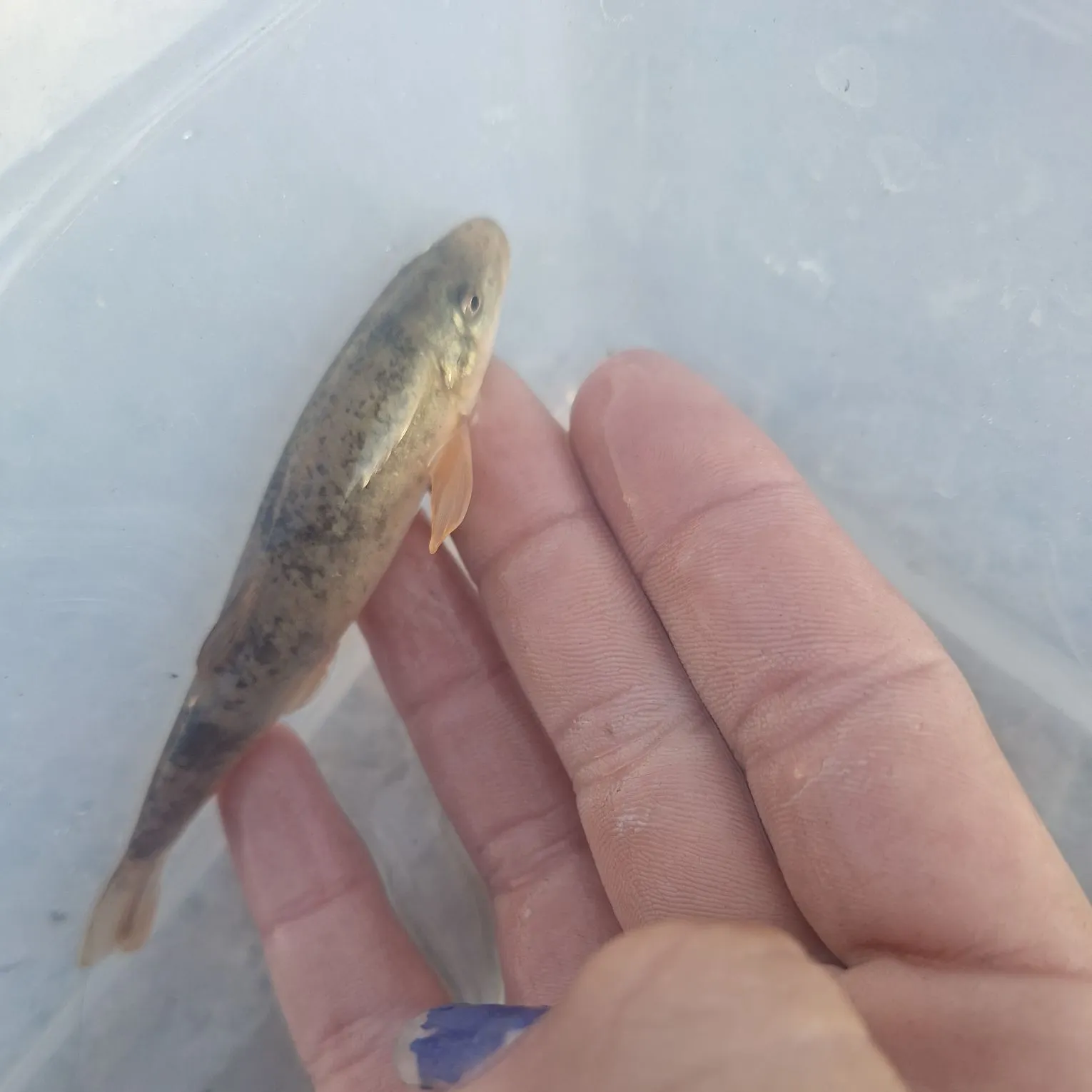 The most recent Longnose sucker catches on Fishbrain