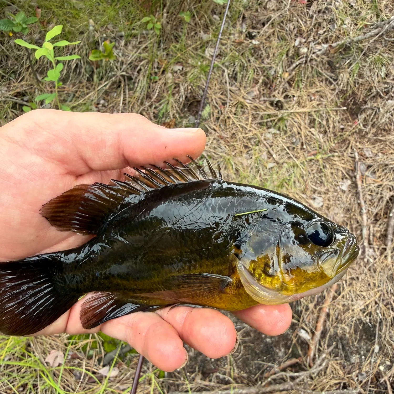 The most recent Mud sunfish catches on Fishbrain