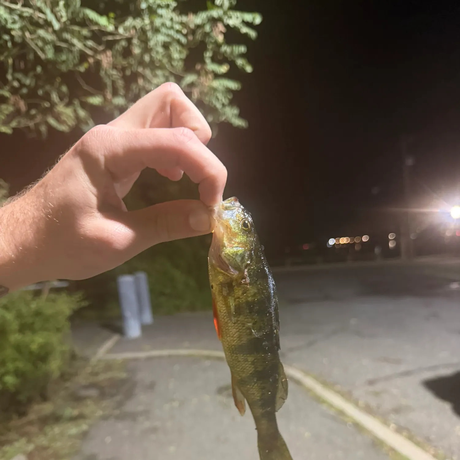 Yellow perch caught on Fishbrain