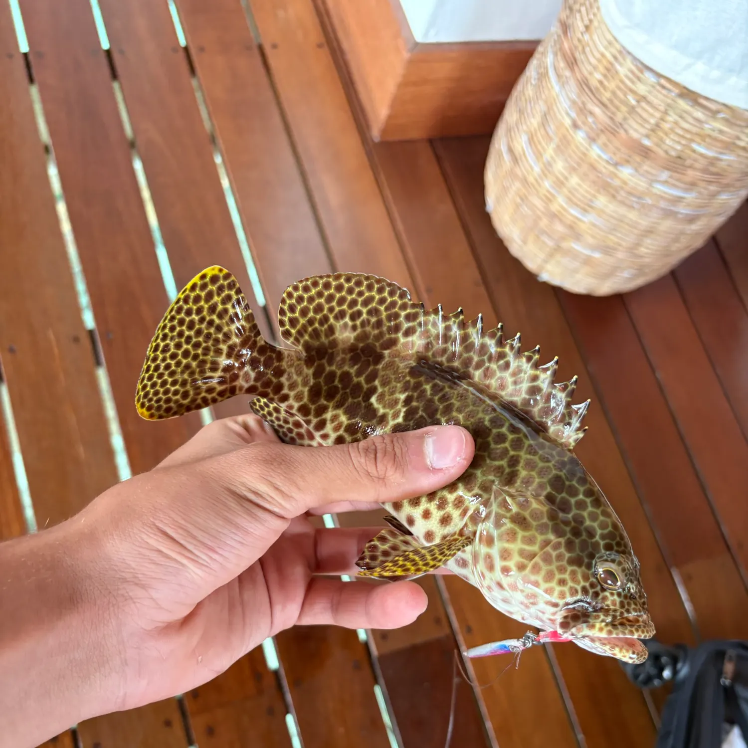catch