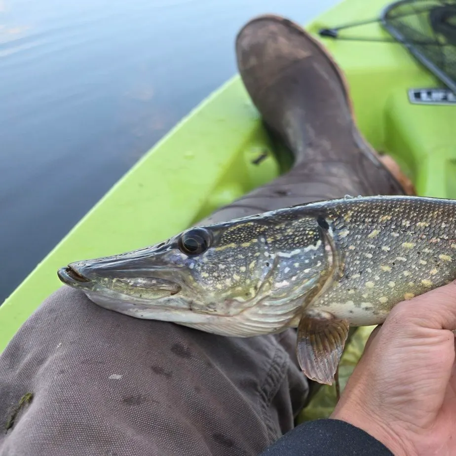 Northern pike caught on Fishbrain