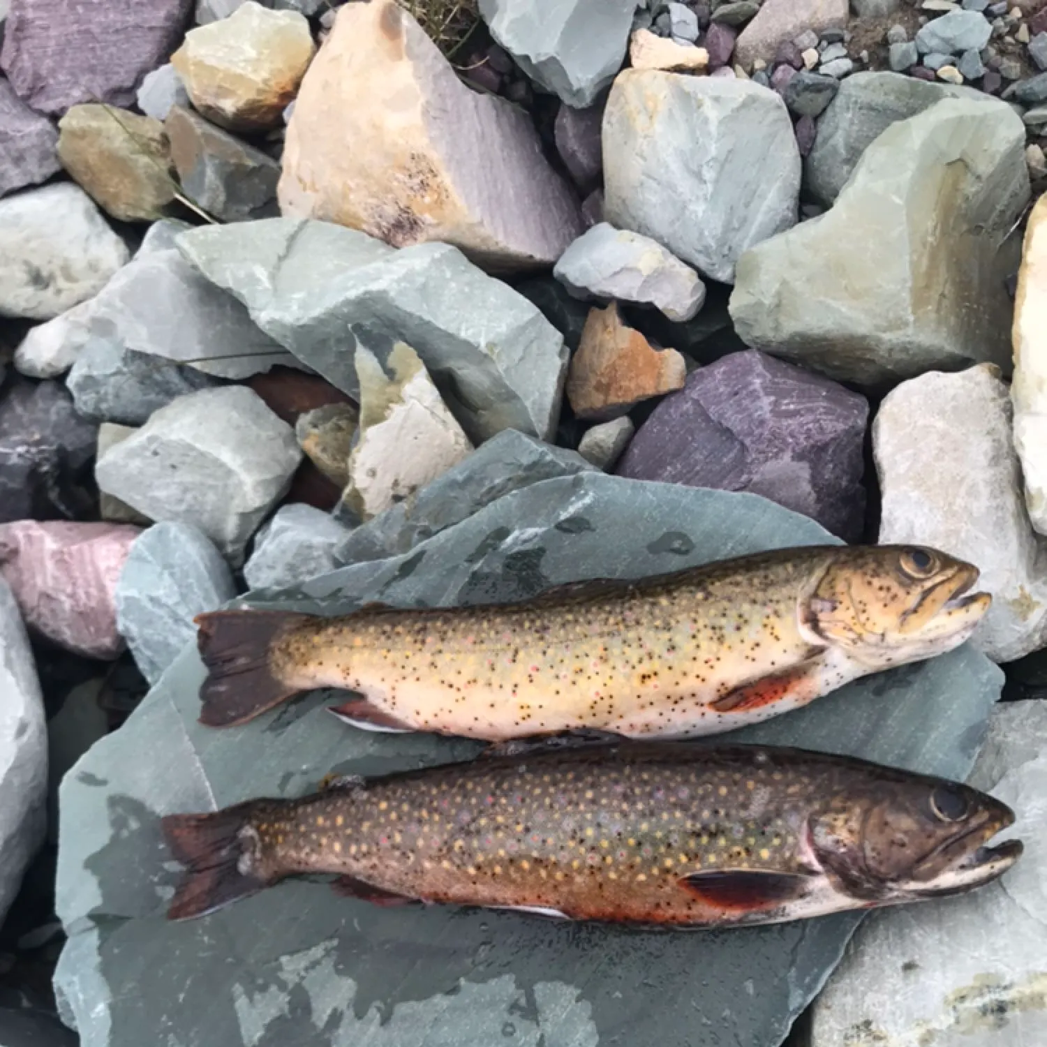recently logged catches