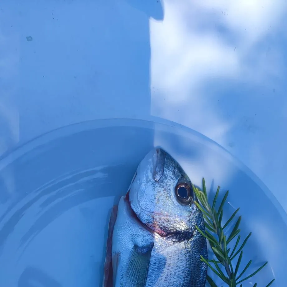 Gilthead seabream caught on Fishbrain